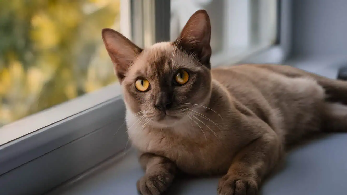 Burmese affectionate cat breed India