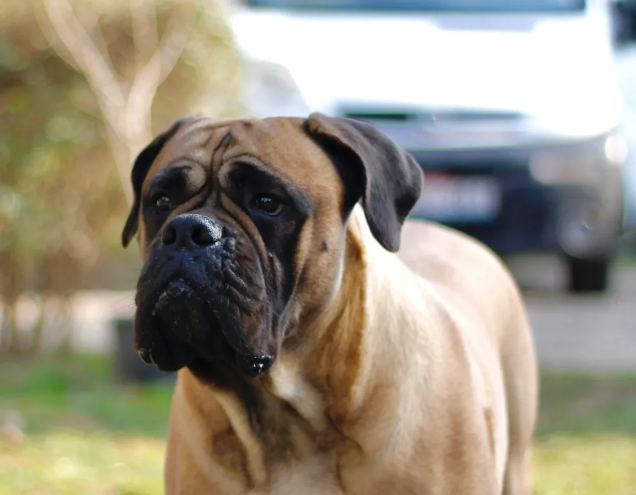 Bullmastiff guard dog breed Jaipur Rajasthan