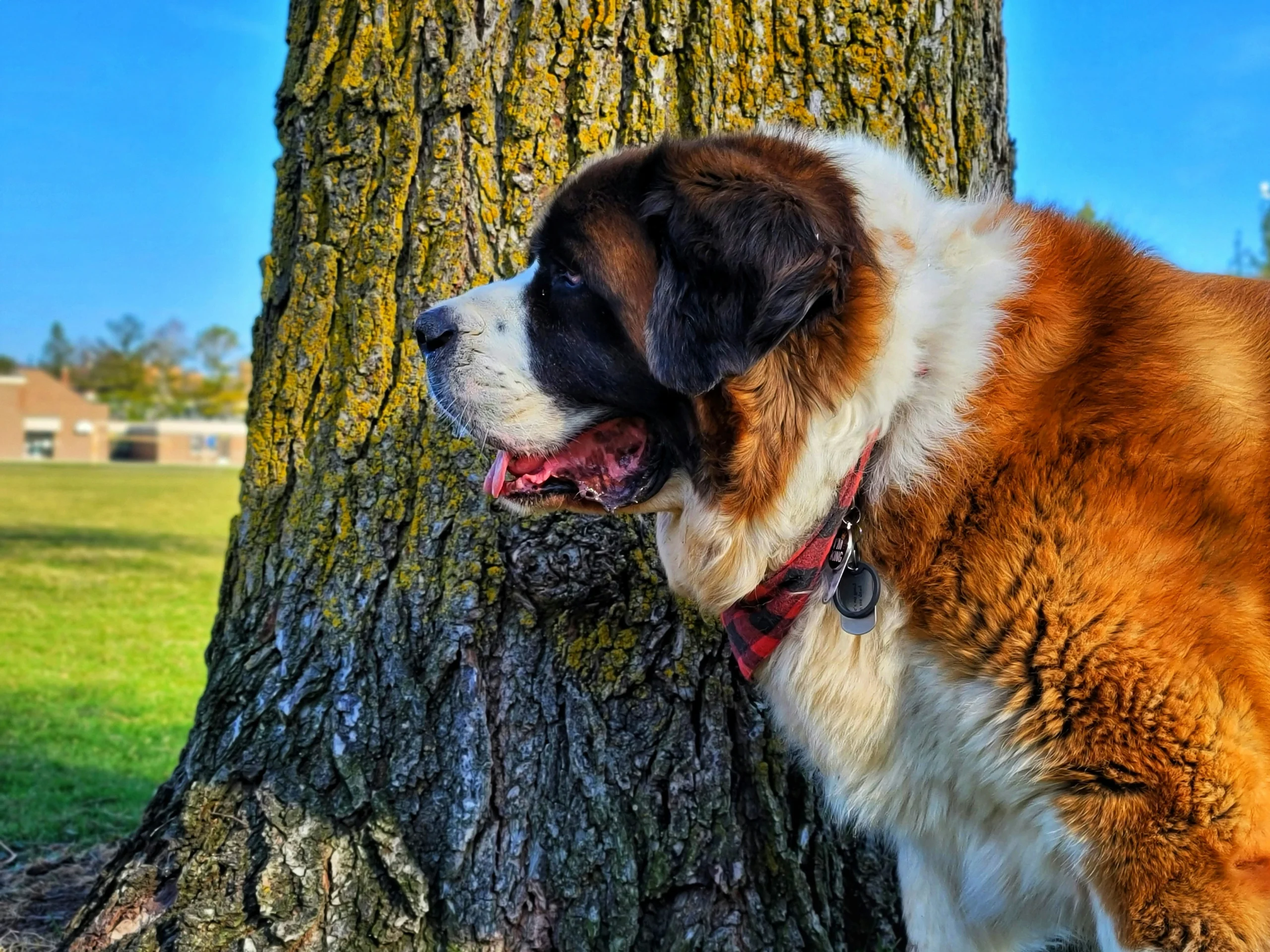 Saint Bernard gentle giant breed available Rajasthan
