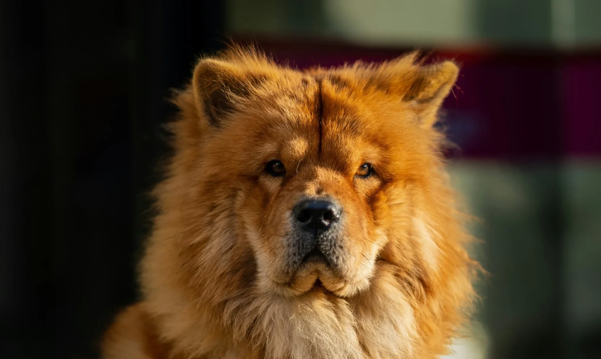Chow Chow fluffy lion dog breed Rajasthan India