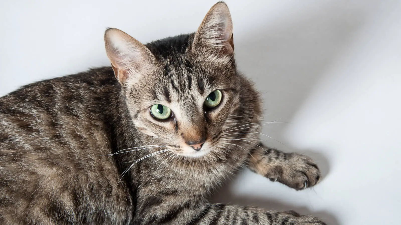American Shorthair cat breed India