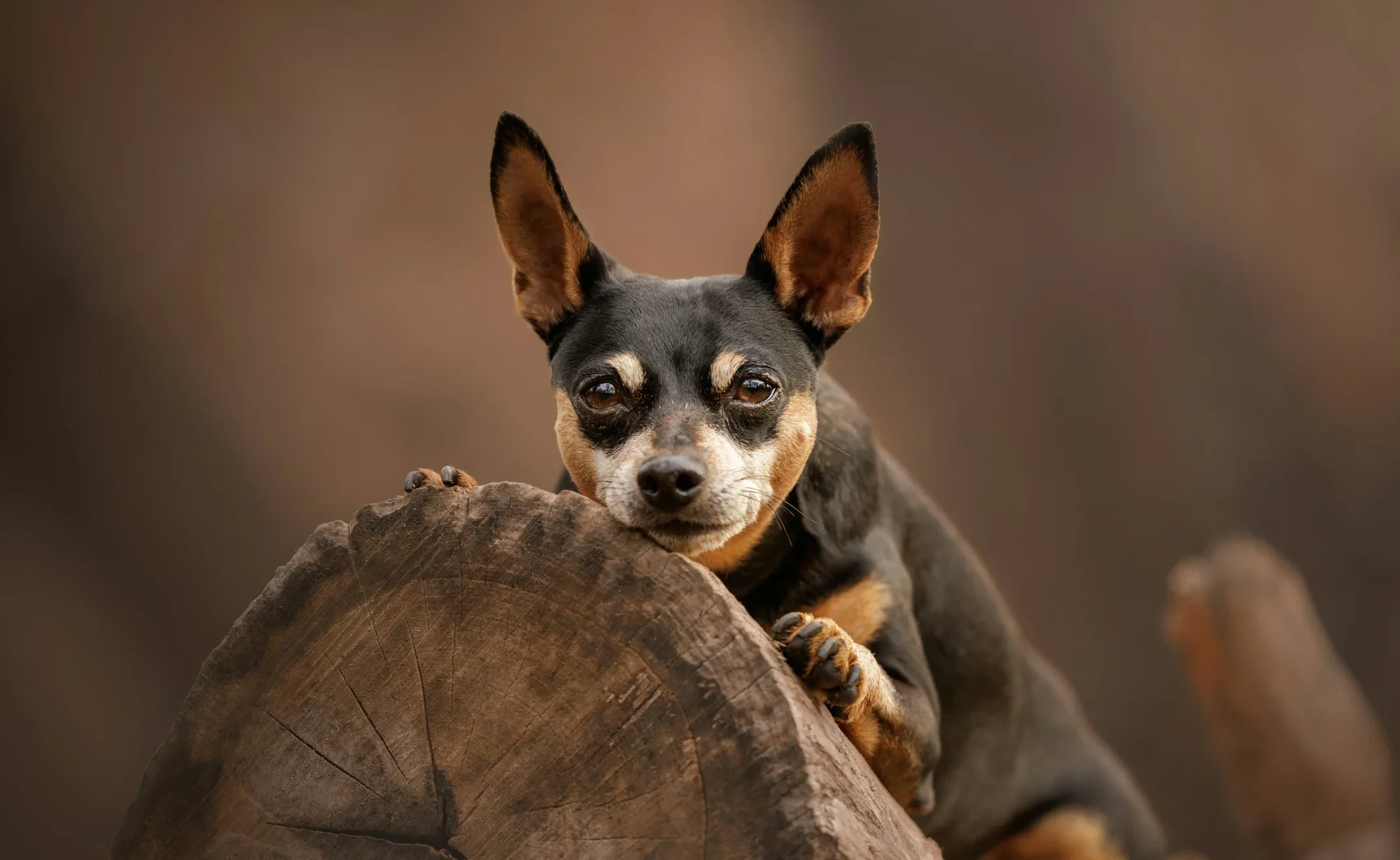 Miniature Pinscher Min Pin dog breed Jaipur