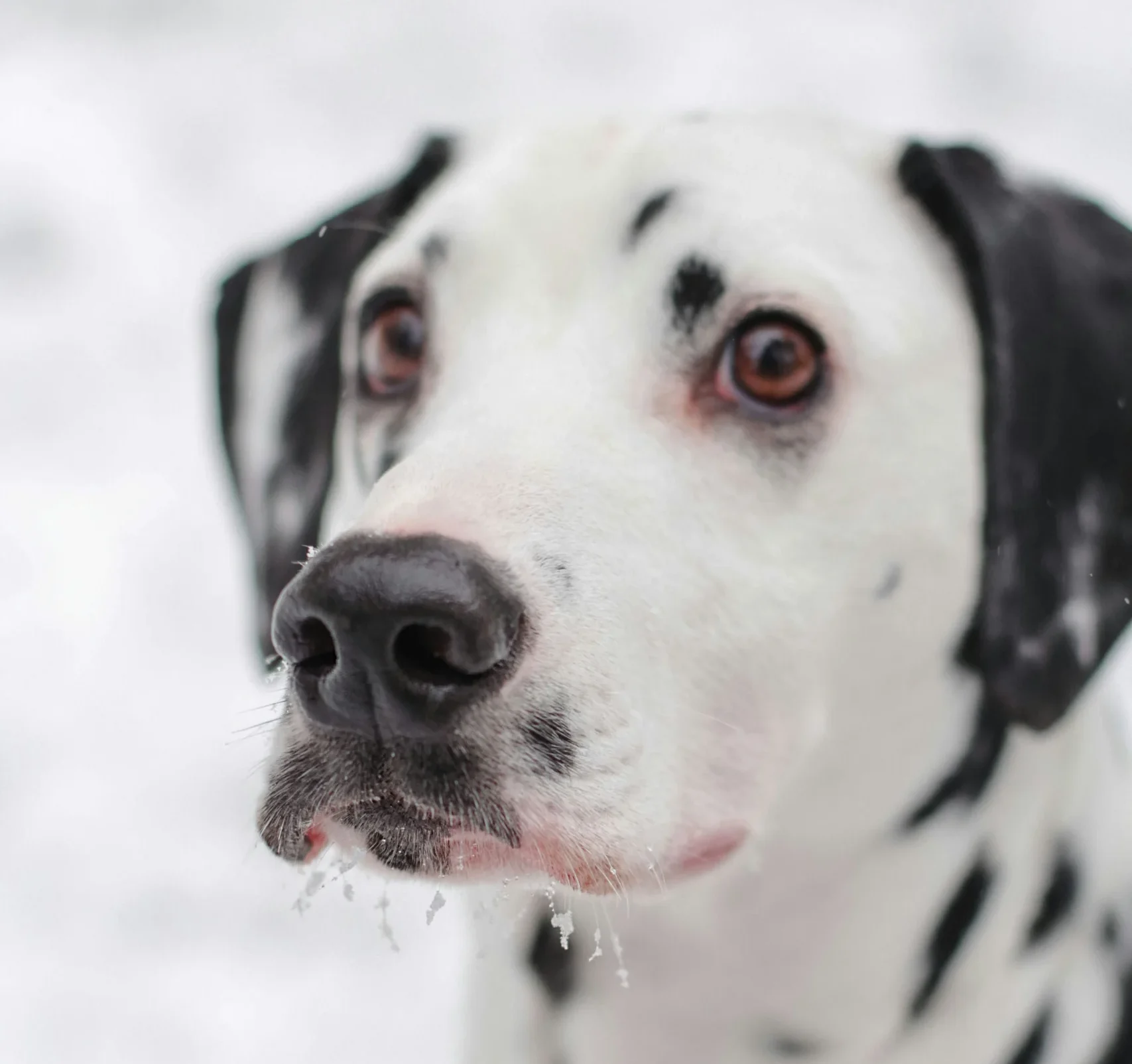 Dalmatian spotted dog breed Jaipur India