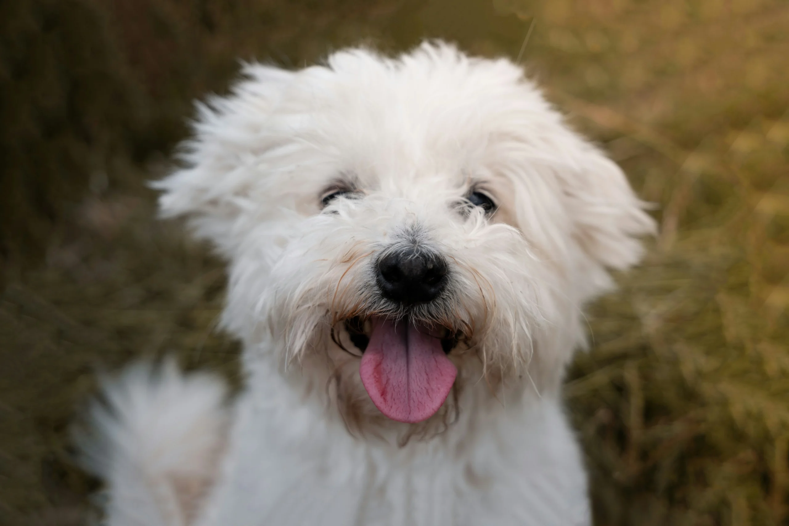 Maltese white lap dog breed Rajasthan