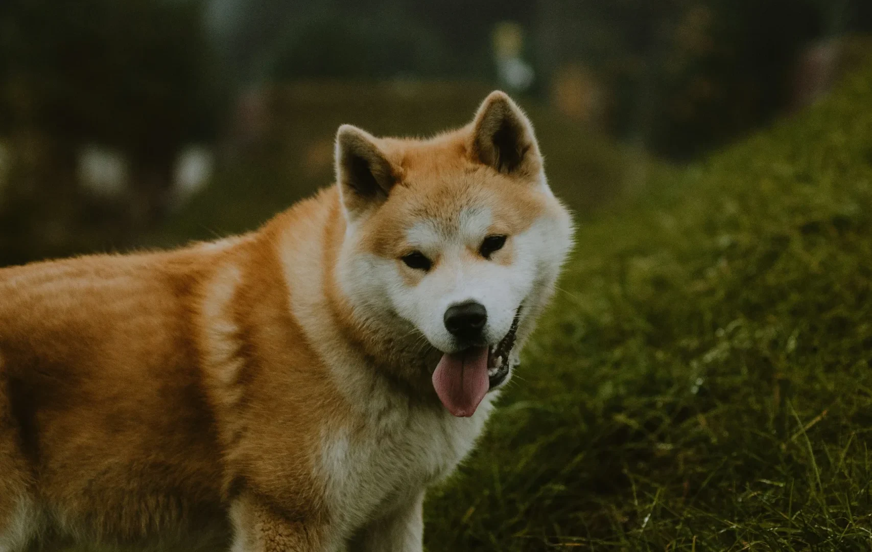 Akita Japanese dog breed India pet store