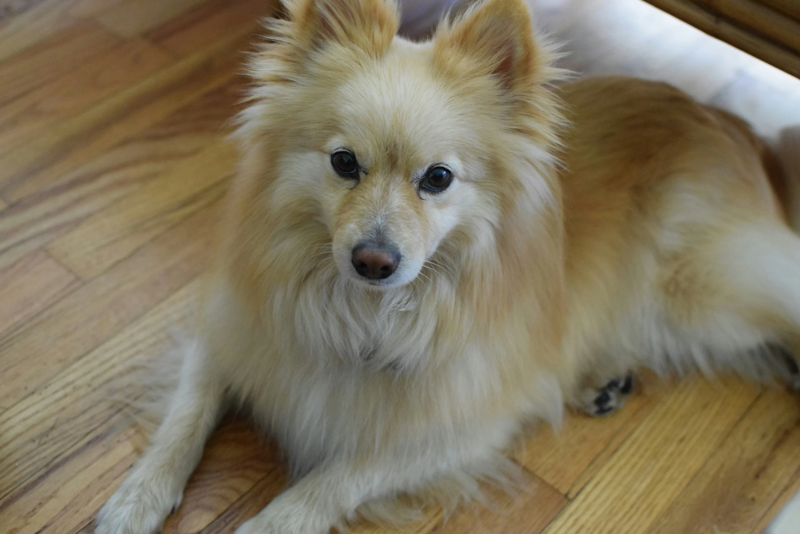 Indian Spitz Indie dog breed Rajasthan