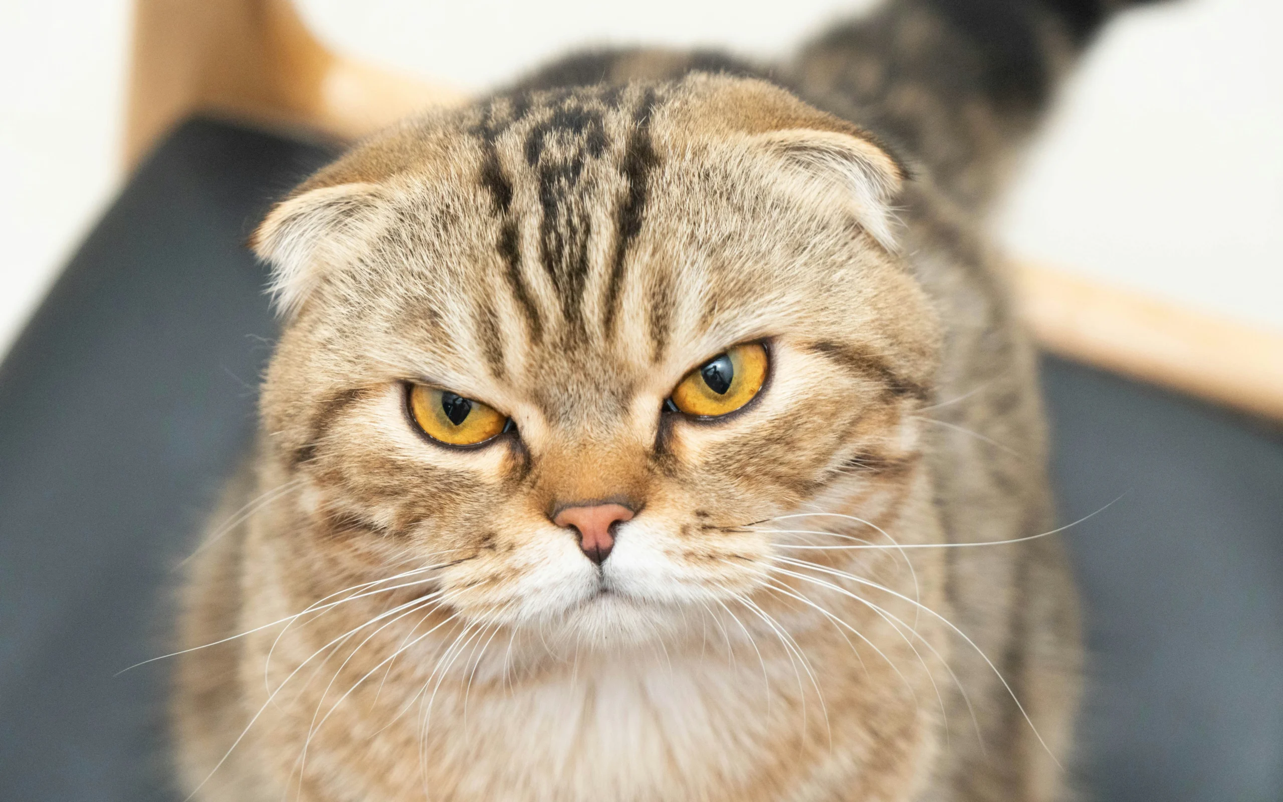 Scottish Fold folded ear cat breed India