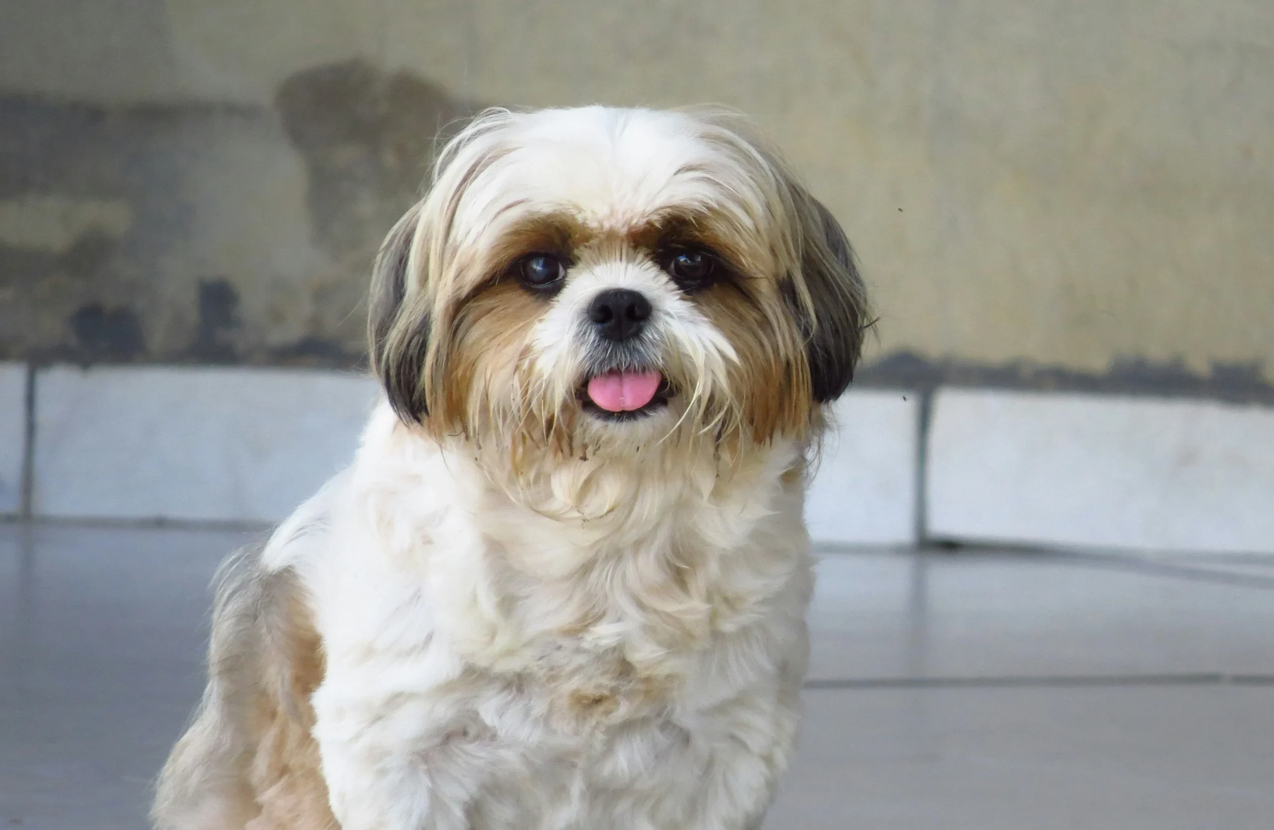 Shih Tzu puppy sale Jaipur Rajasthan naughty dogs