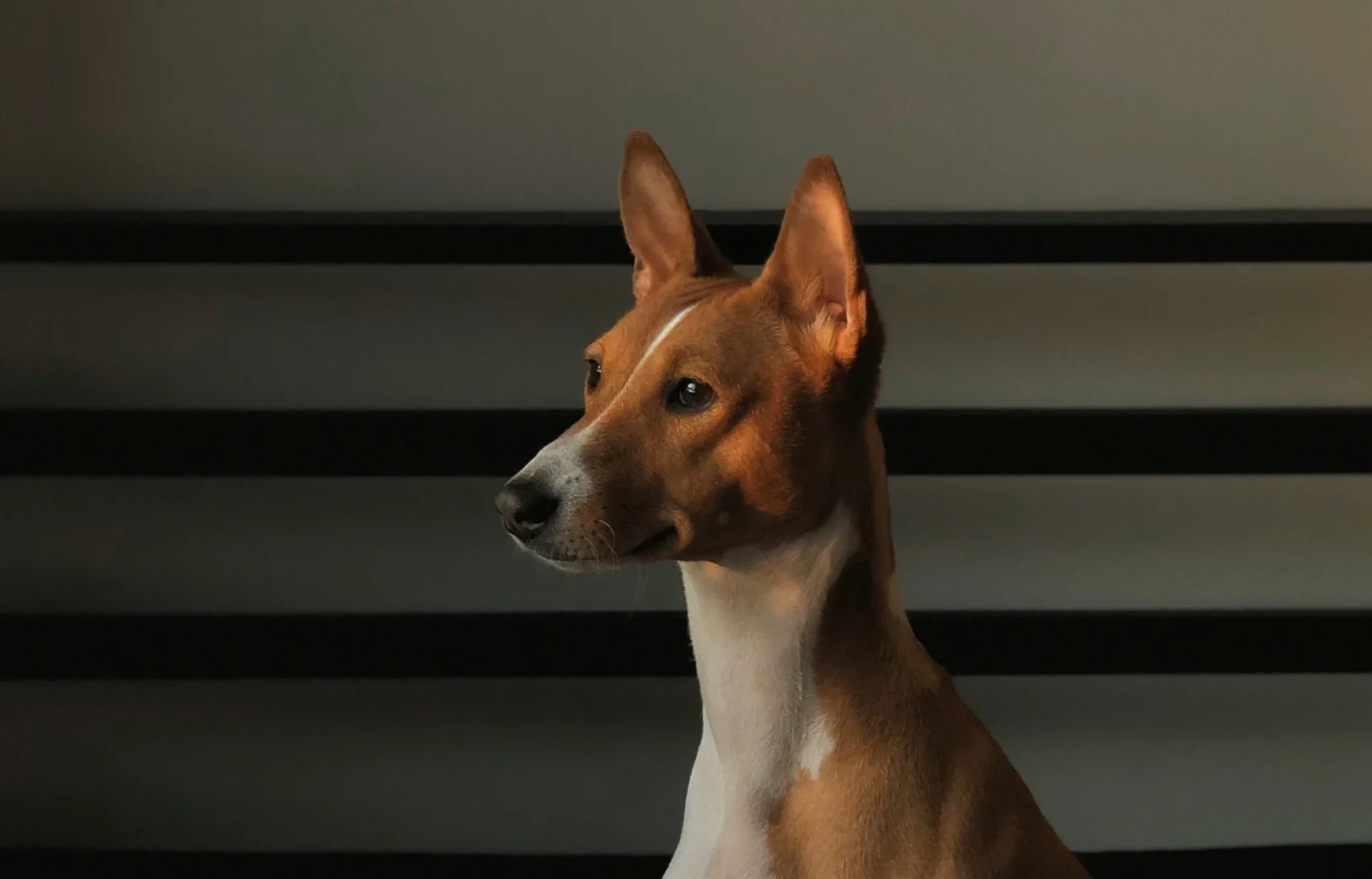Basenji barkless dog breed India