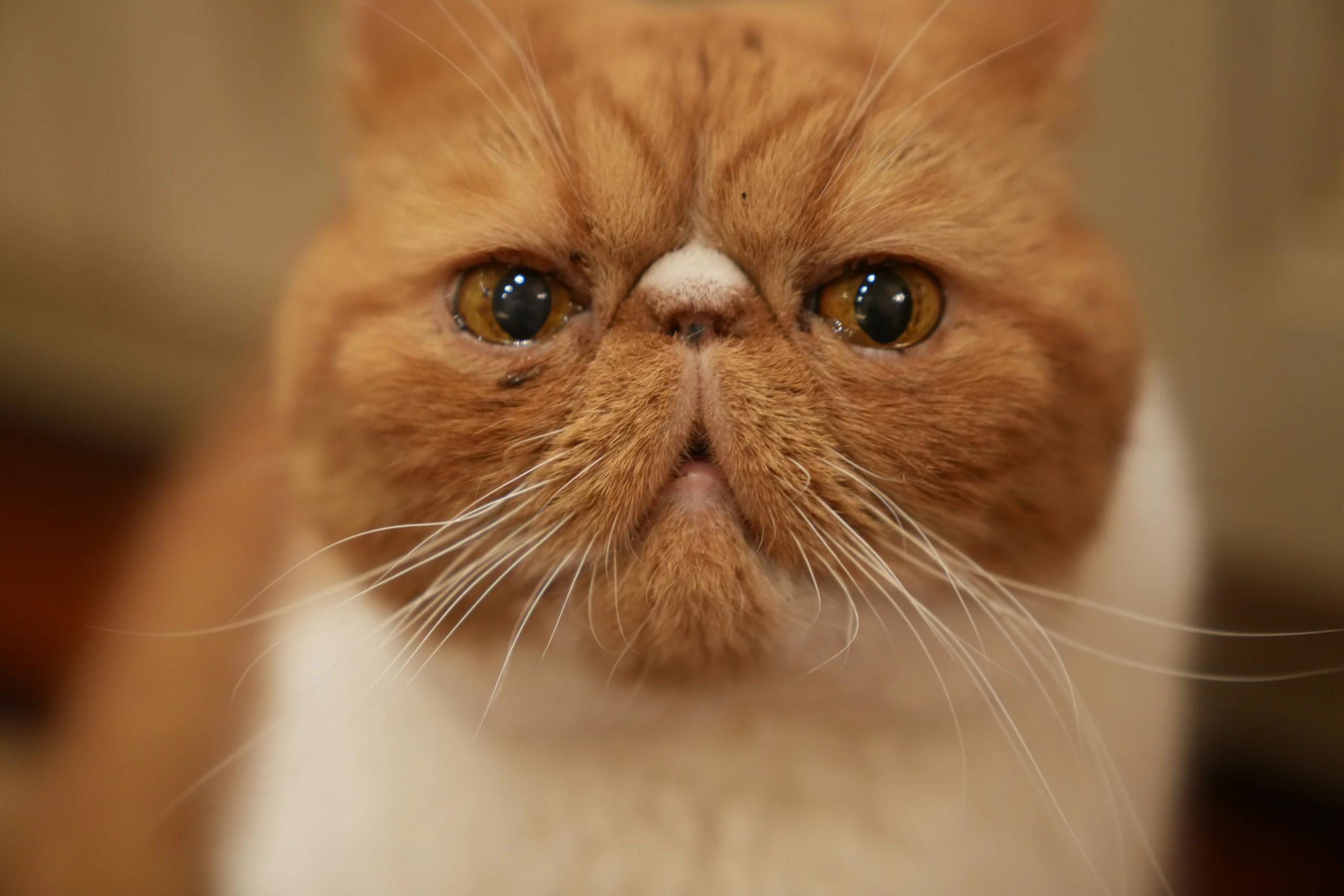 Exotic Shorthair flat face cat breed India