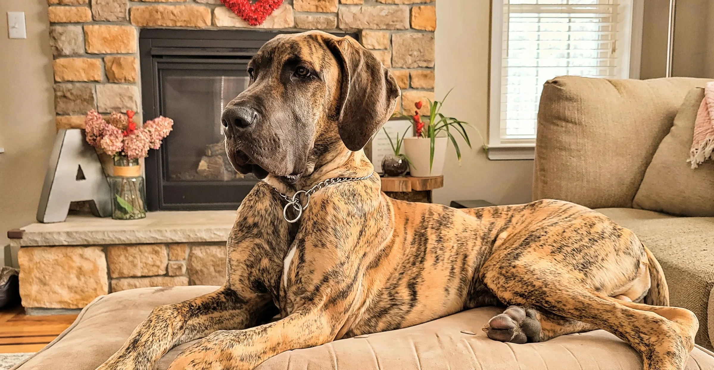 Great Dane giant dog breed India pet shop