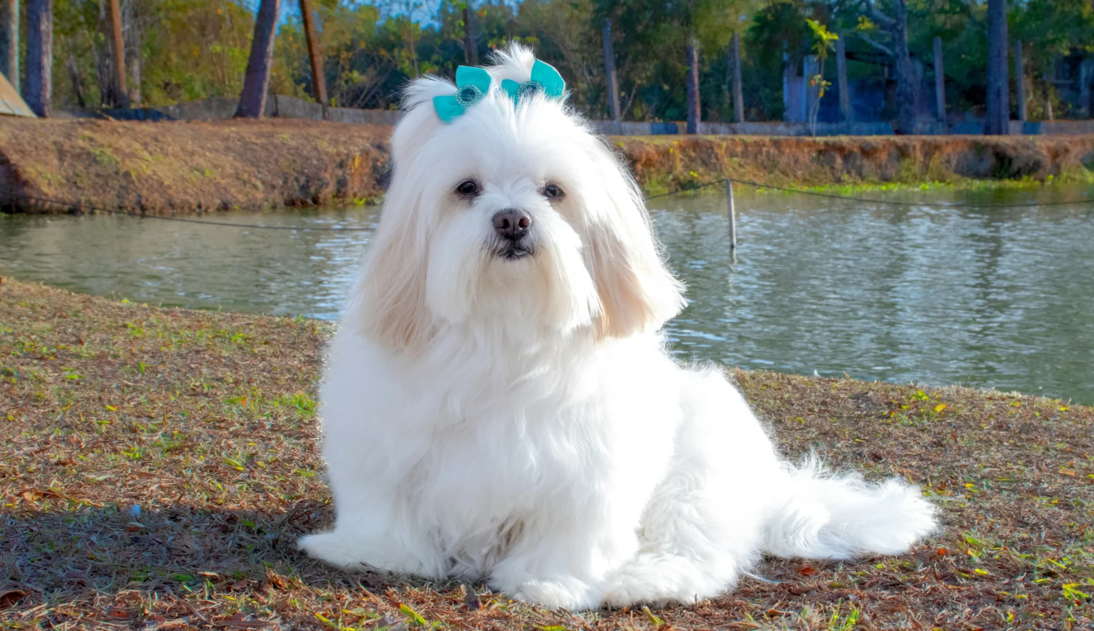 Lhasa Apso dog breed available Jaipur Rajasthan