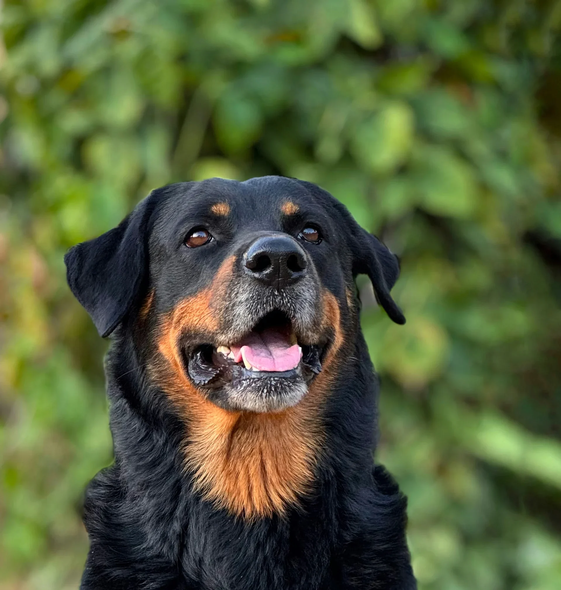 Rottweiler guard dog Rajasthan India pet store