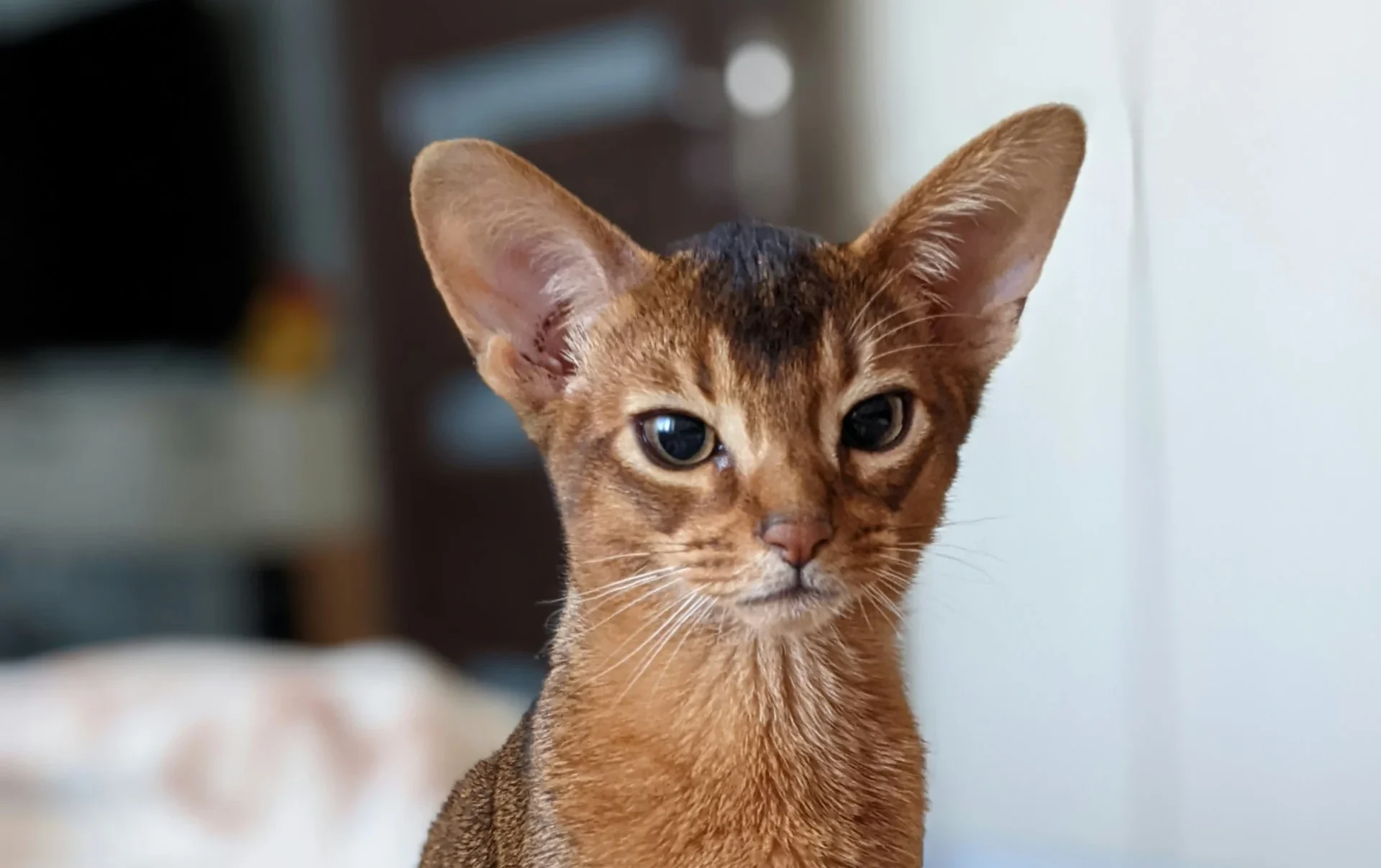 Abyssinian active cat breed India