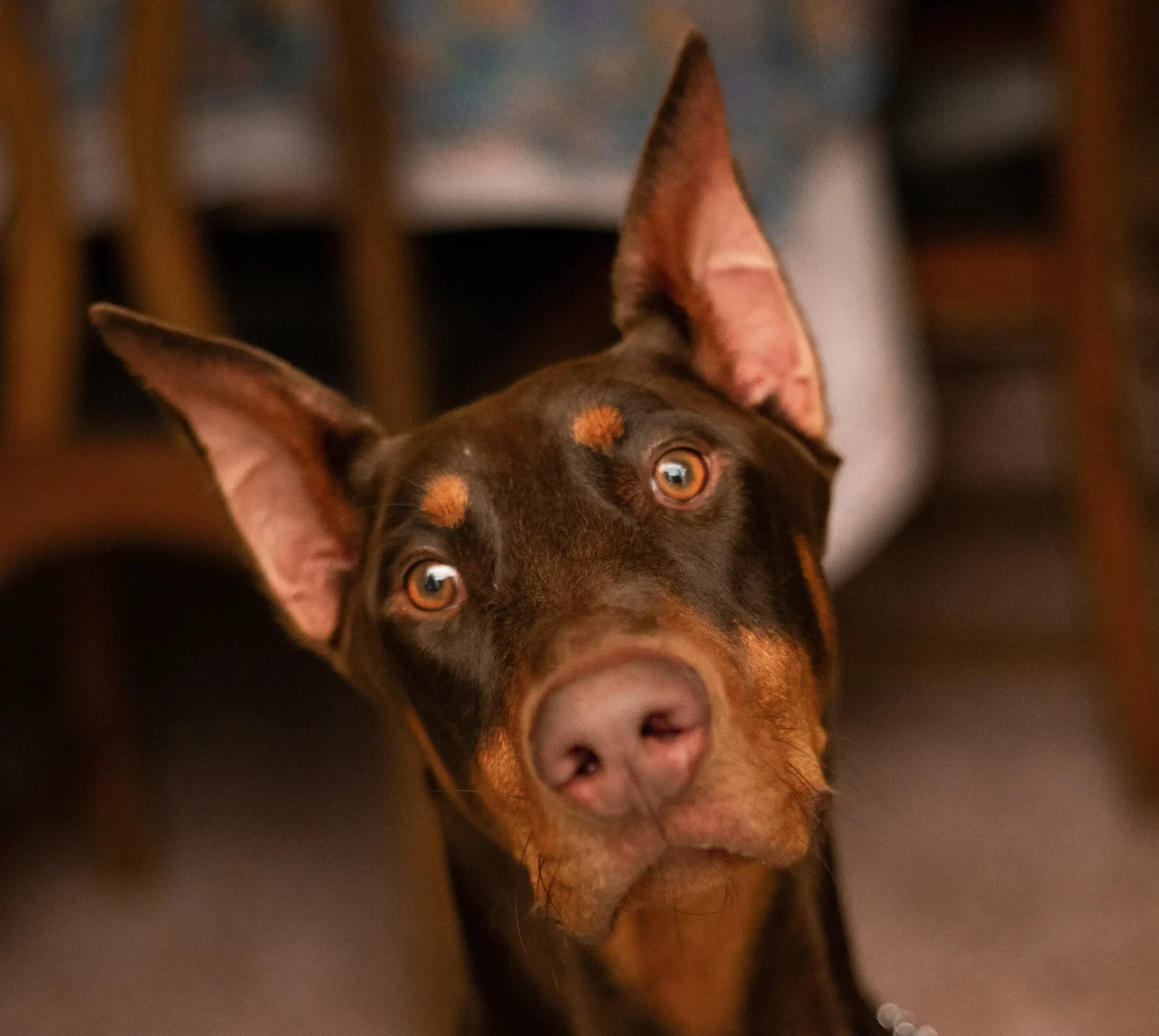 Doberman Pinscher breed available in Jaipur