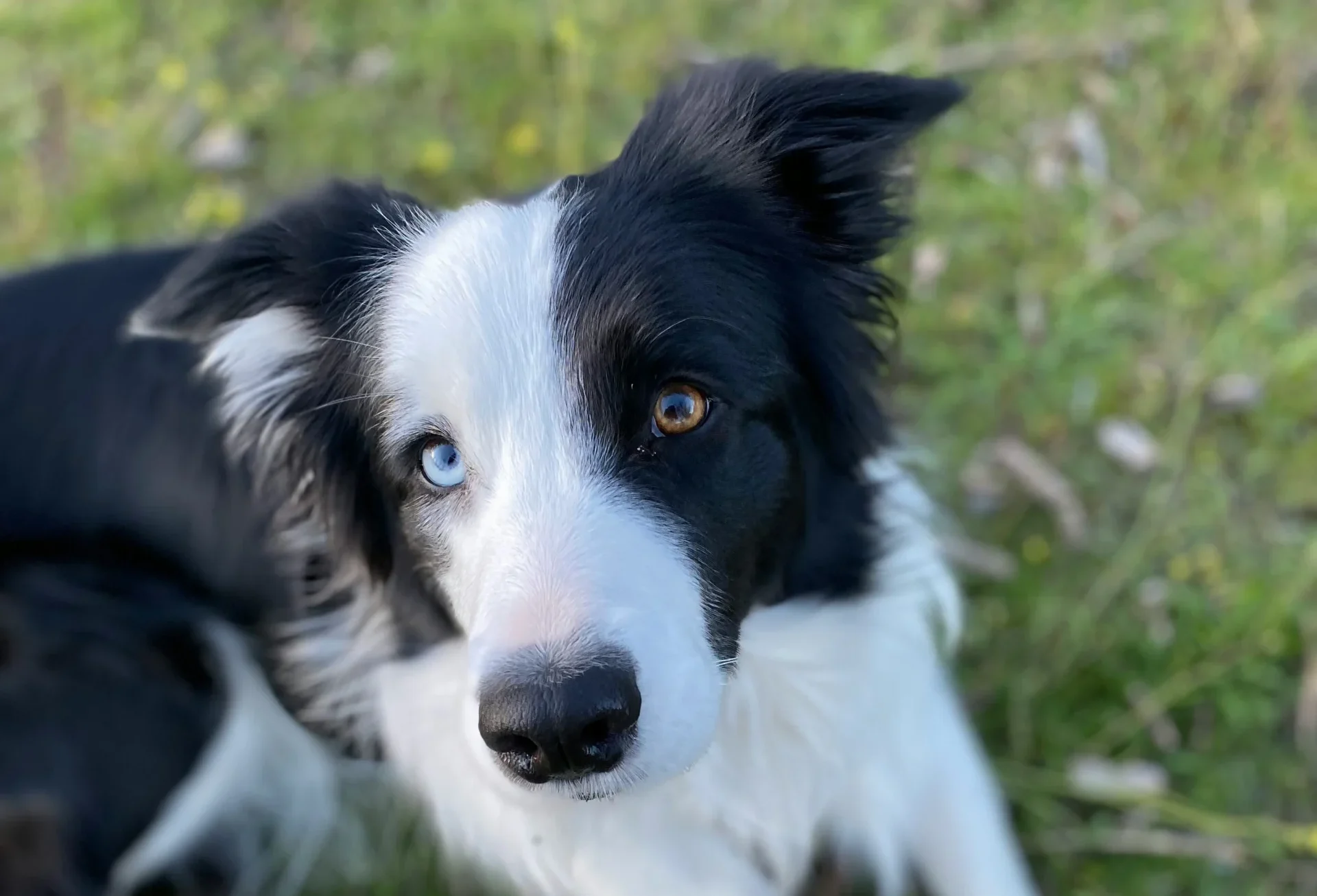 Border Collie smart dog breed India Jaipur