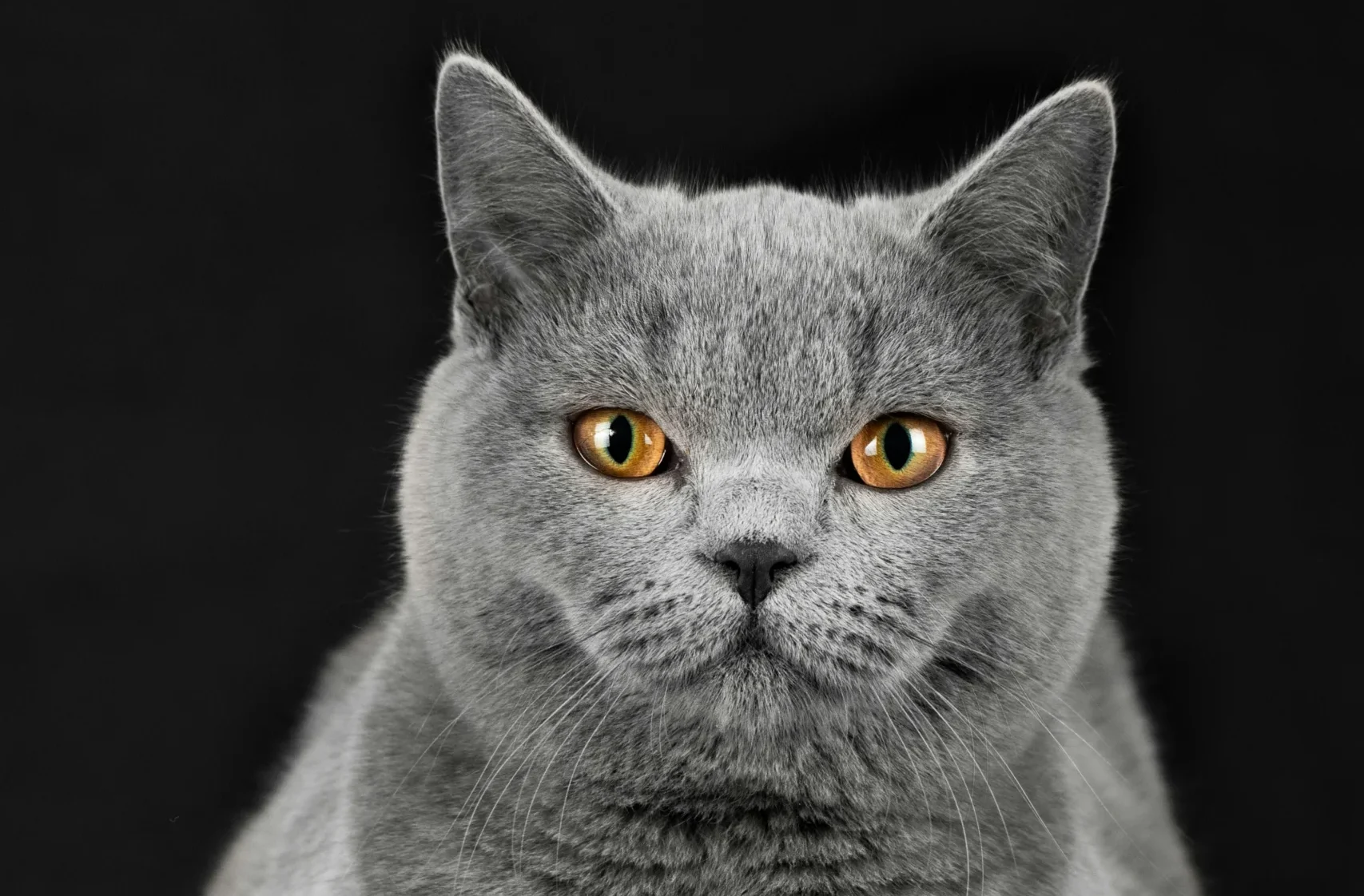 British Shorthair blue cat breed India Jaipur