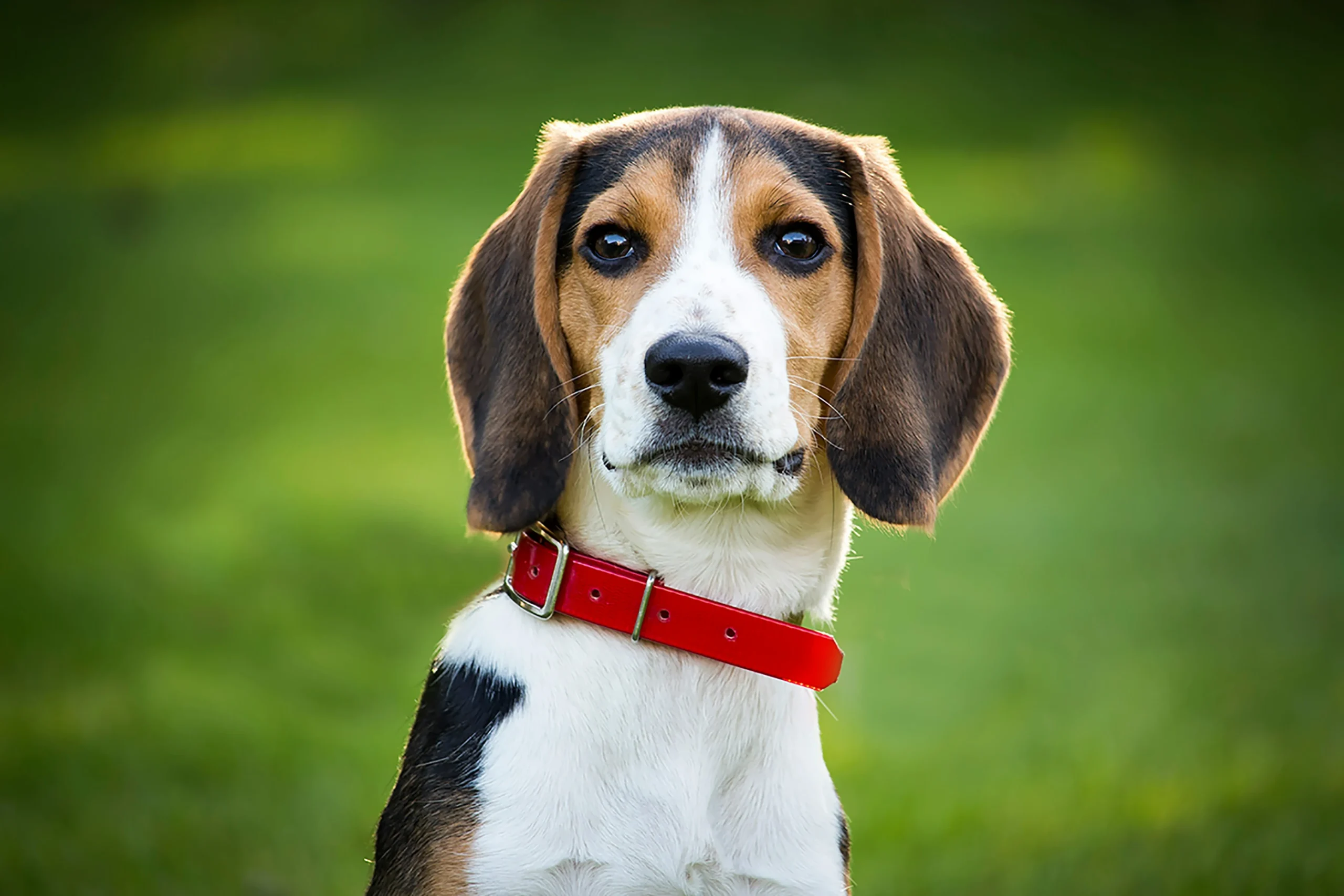 Beagle puppy Jaipur Rajasthan buy dogs