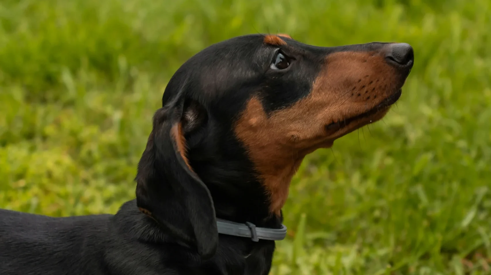 Dachshund sausage dog breed available India