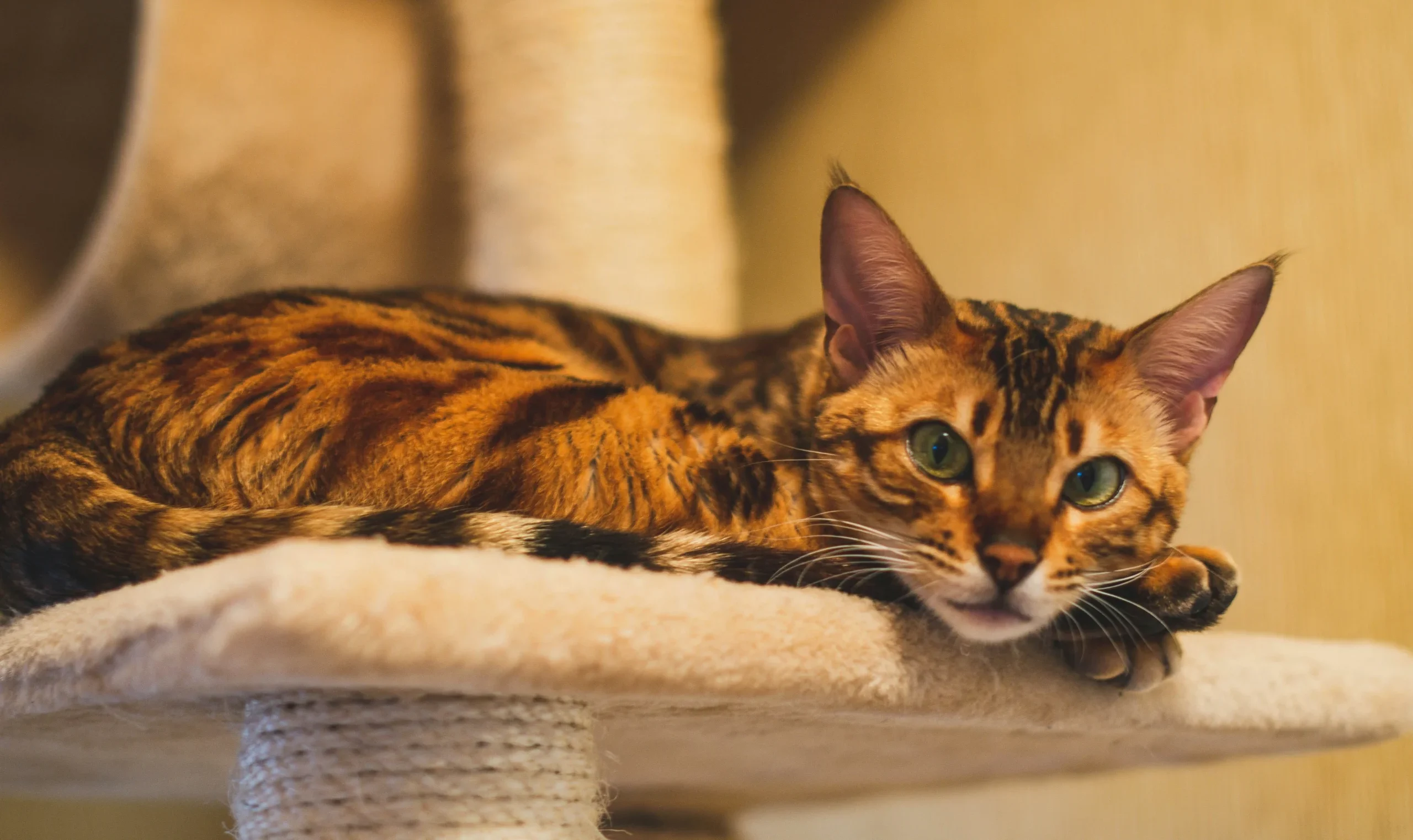 Bengal spotted cat breed available India