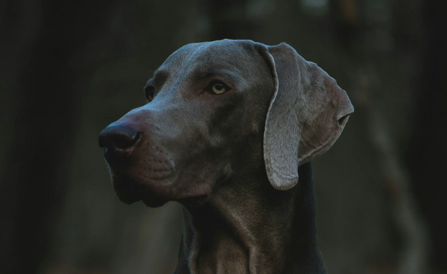 Weimaraner grey ghost dog breed India