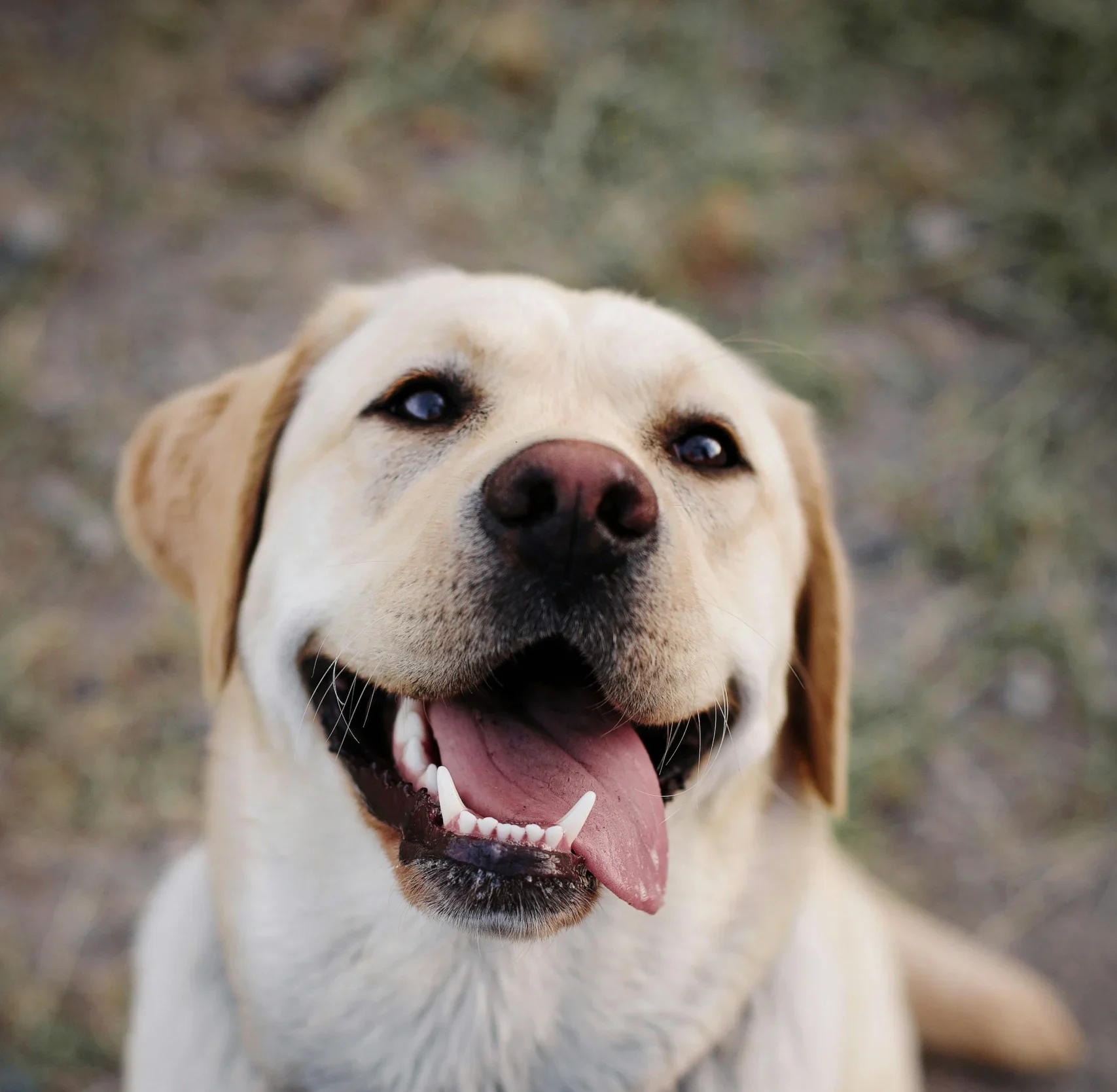 Labrador Retriever puppy for sale in Jaipur Rajasthan