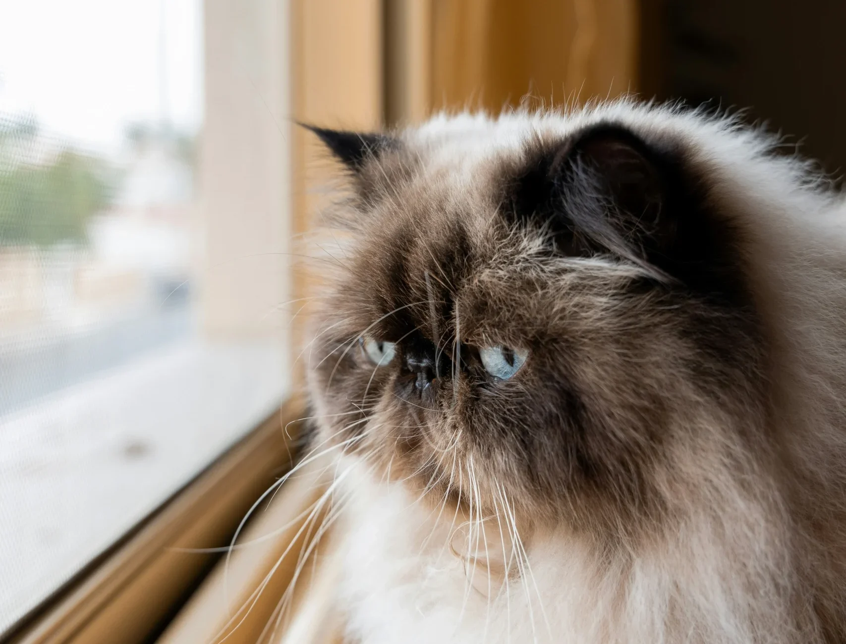Himalayan Persian Siamese mix cat breed India