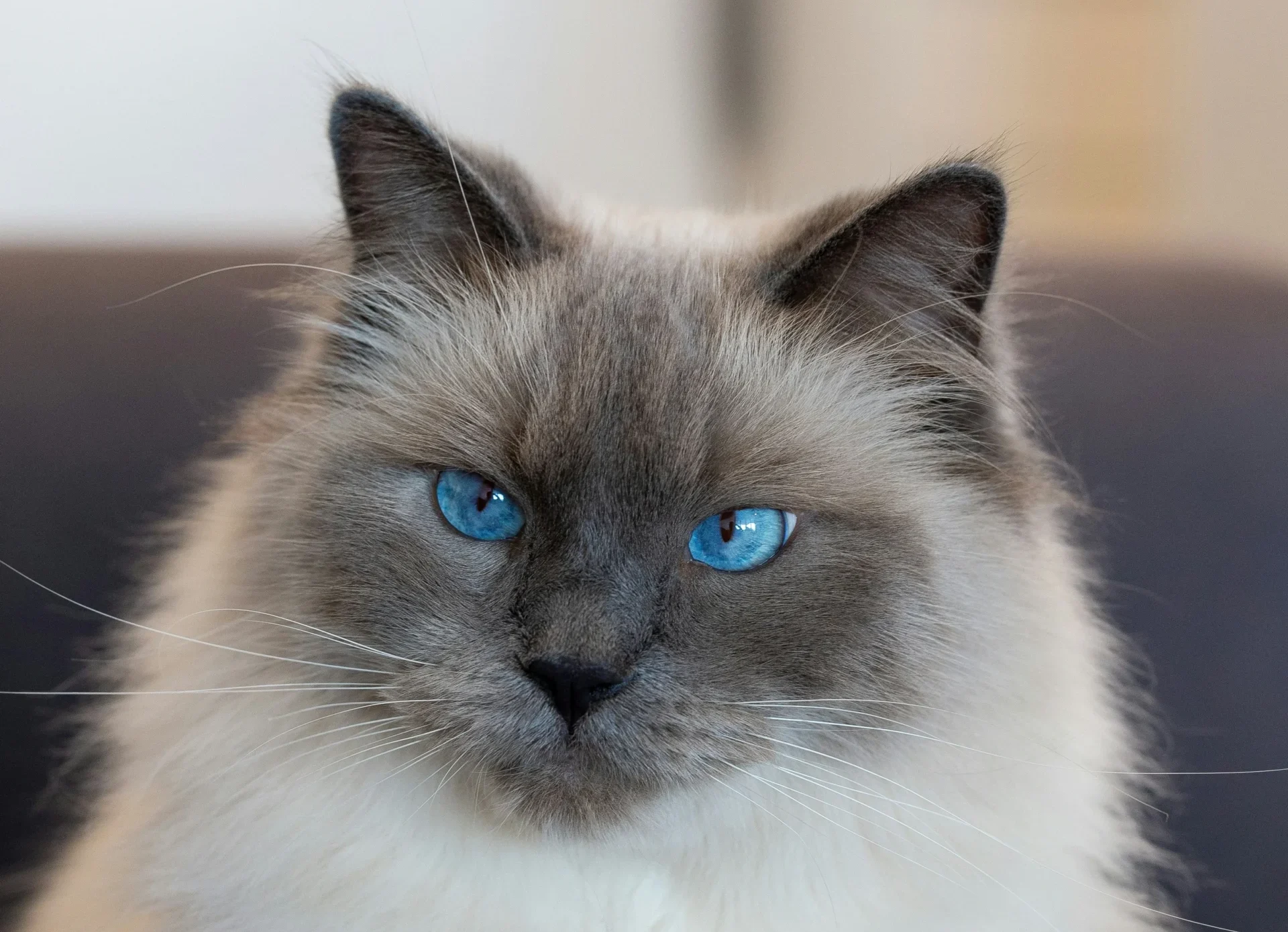 Ragdoll fluffy cat breed Jaipur Rajasthan India