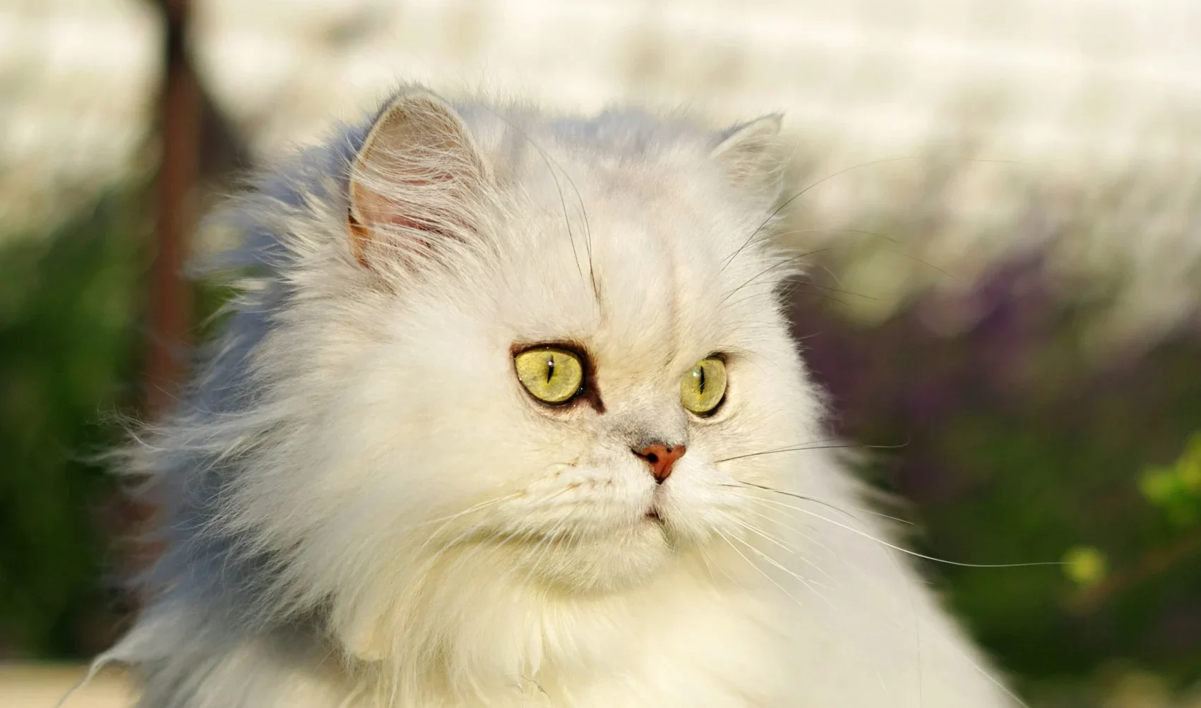 Persian cat breed available Jaipur Rajasthan India