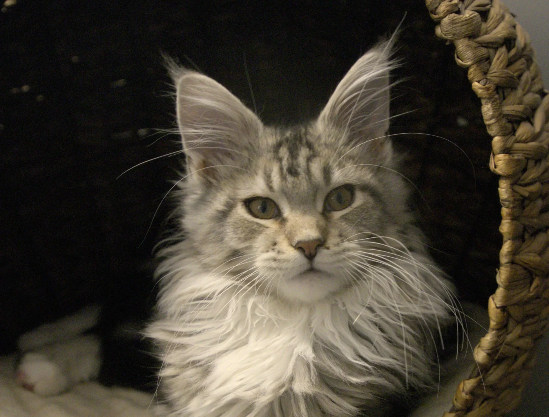 Maine Coon large cat breed Rajasthan India