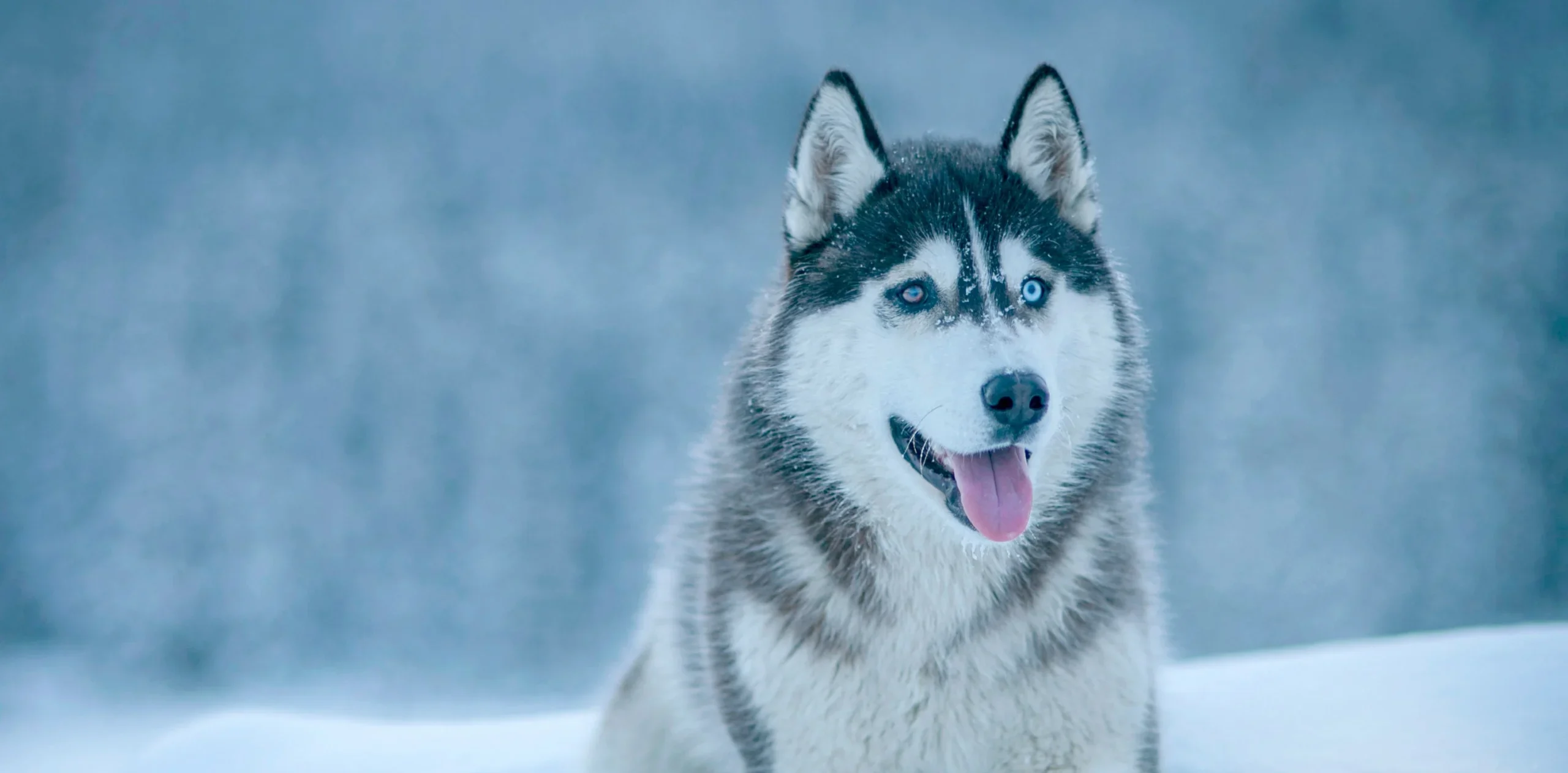 Siberian Husky breed Jaipur India pet shop