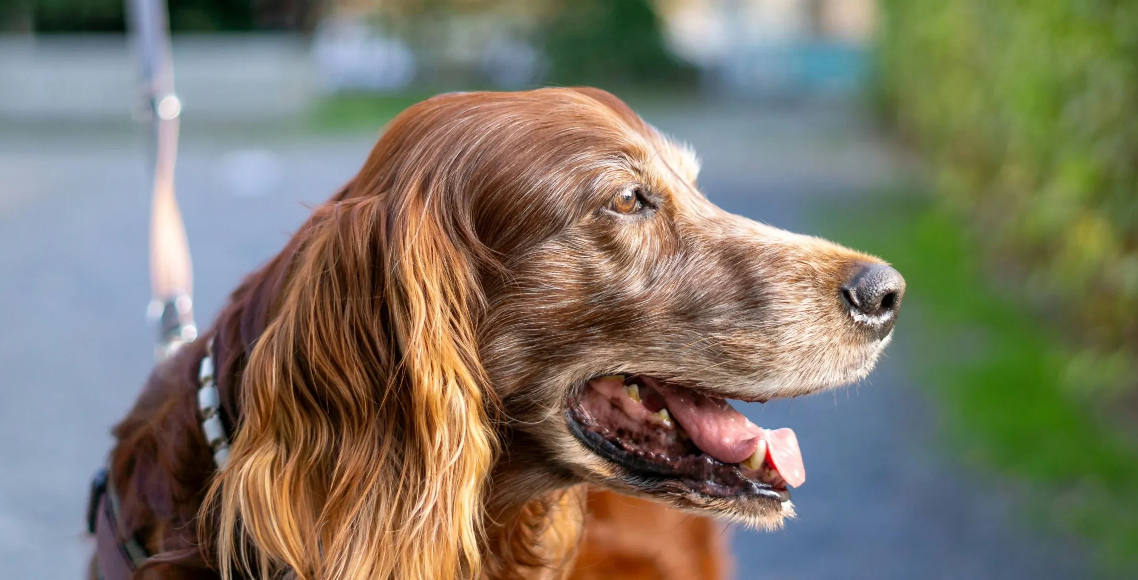 Irish Setter red dog breed available India