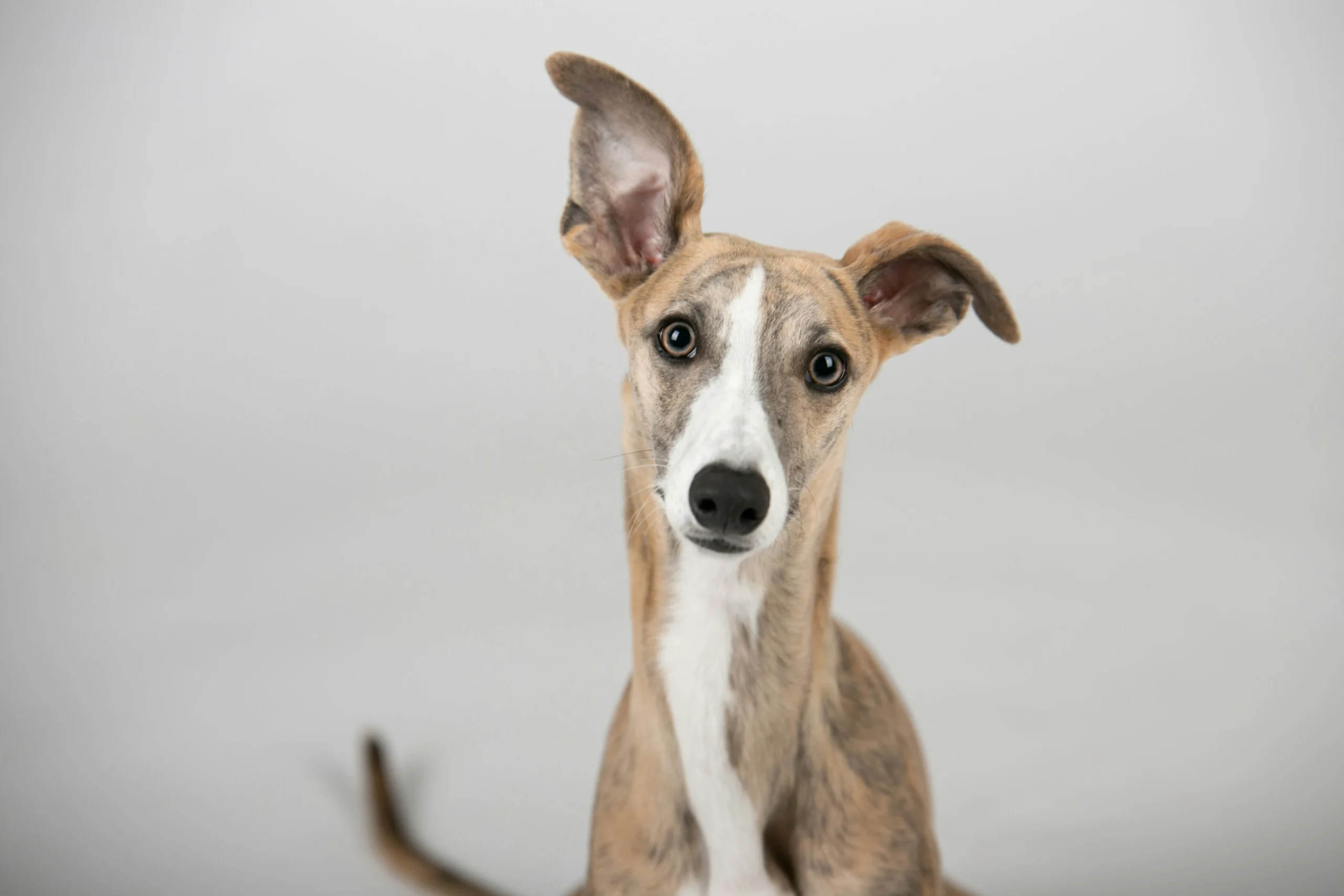 Whippet sighthound dog breed India