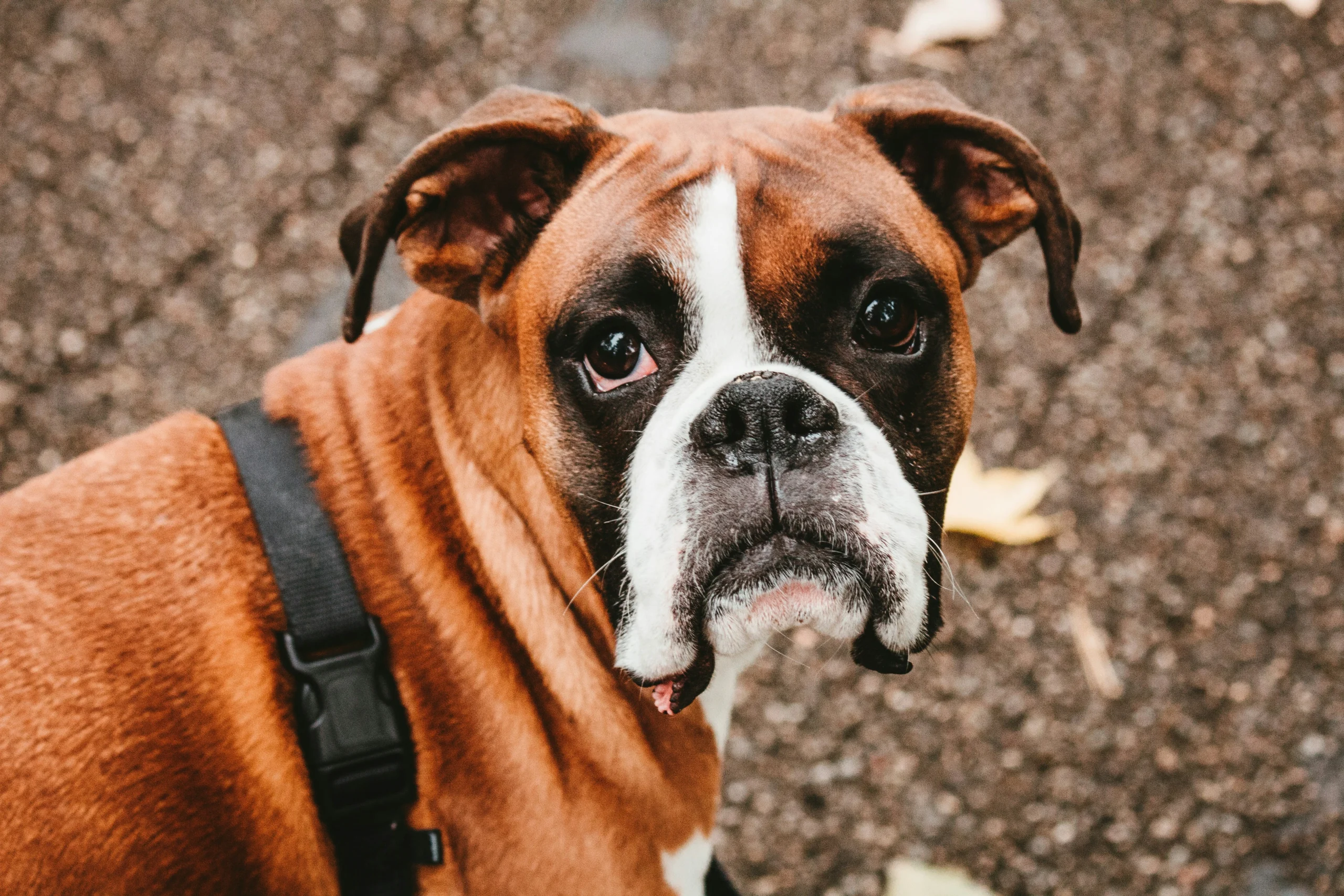 Boxer dog breed Jaipur Rajasthan pet shop