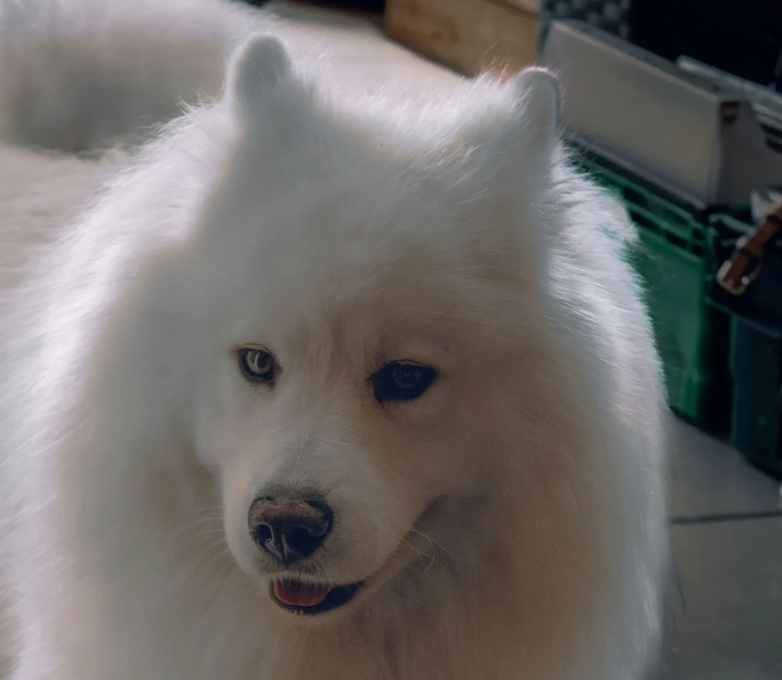 Samoyed white fluffy dog breed India
