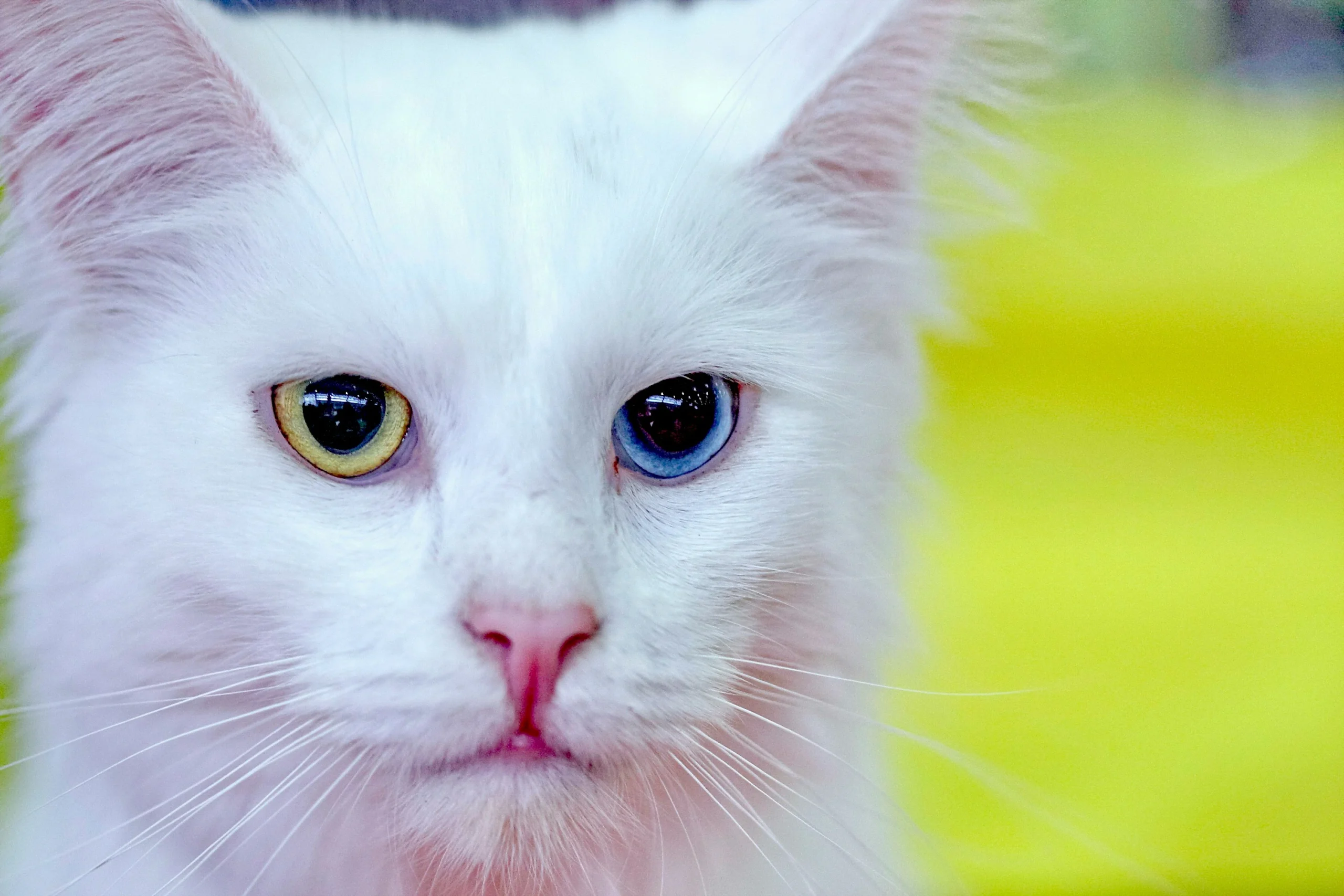 Turkish Angora white cat breed India Jaipur