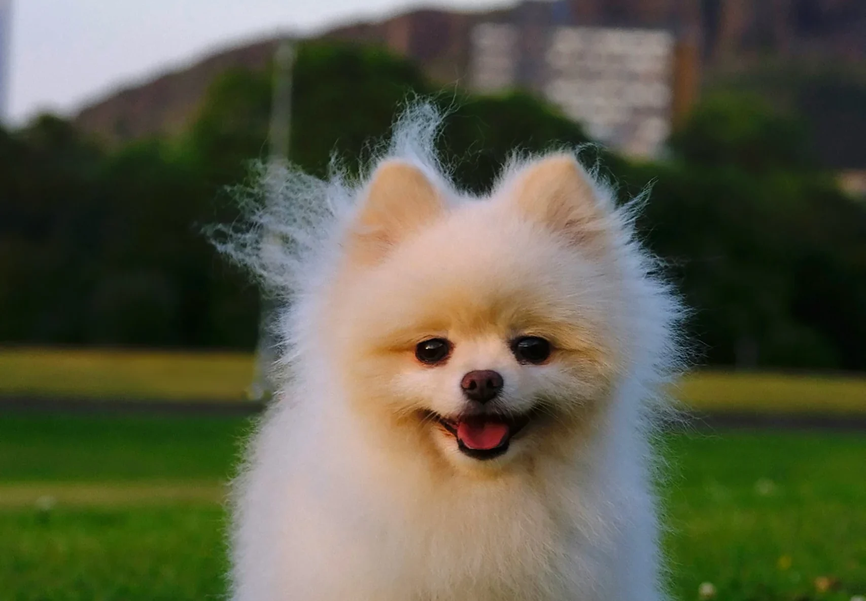 Pomeranian fluffy dog breed Jaipur Rajasthan