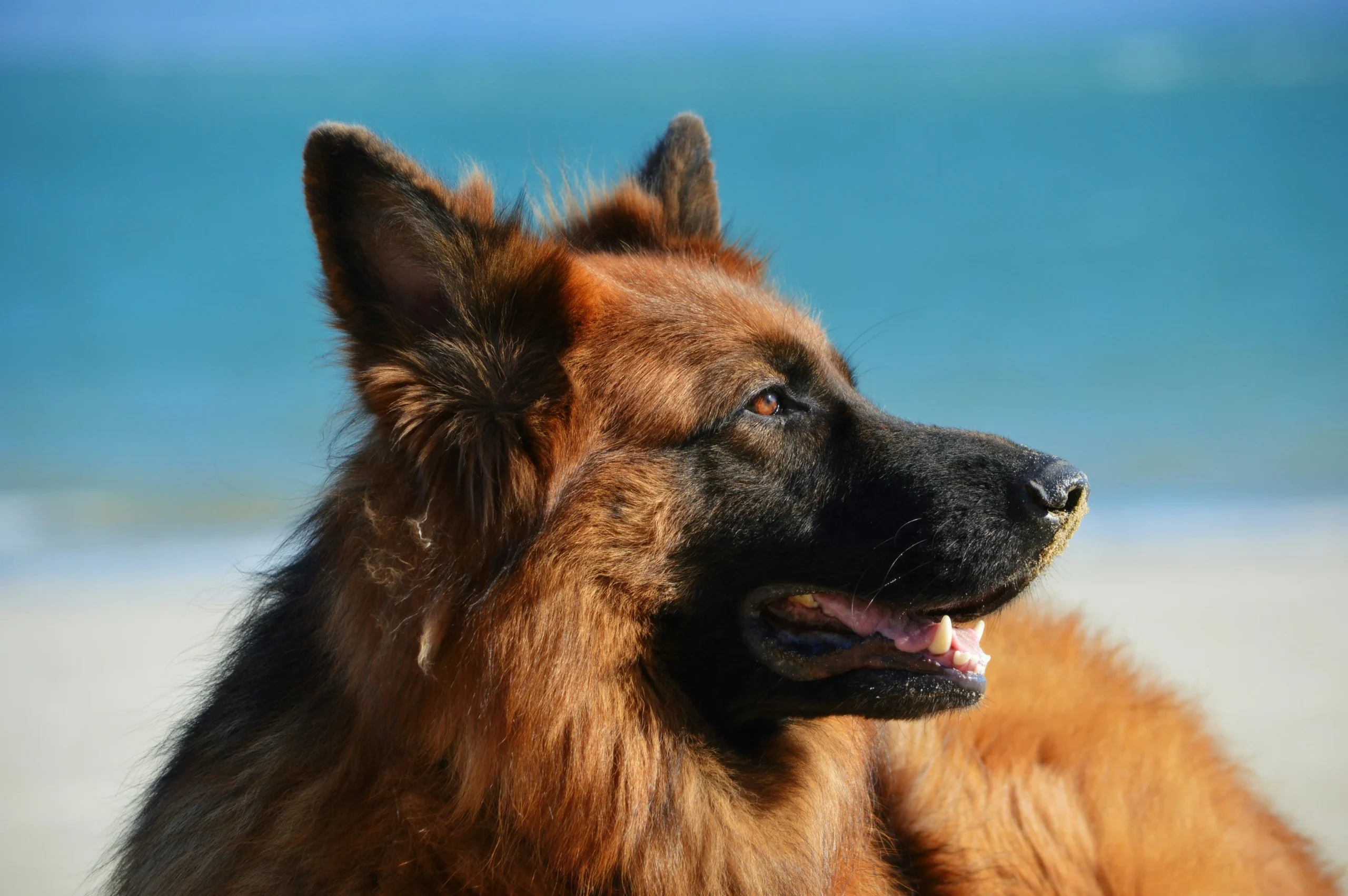 German Shepherd dog breed available in Jaipur Rajasthan