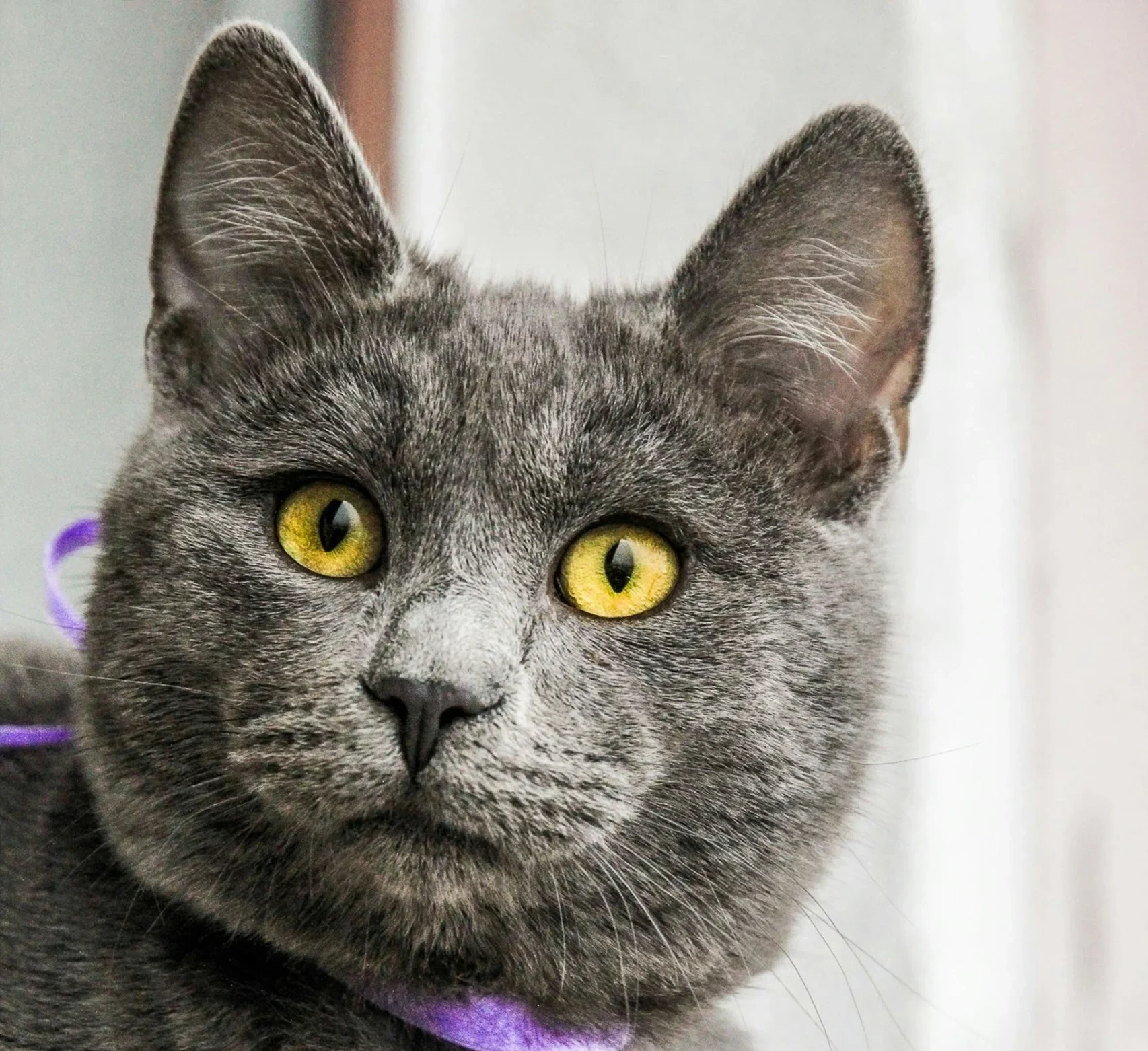 Russian Blue grey cat breed India pet store