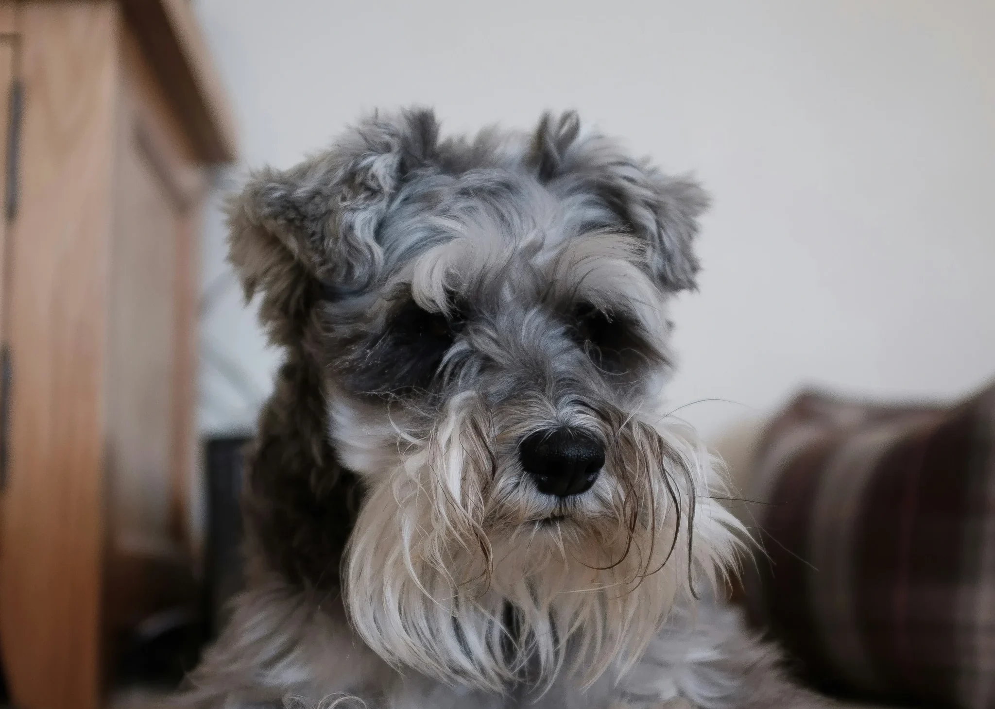 Miniature Schnauzer dog breed India pet shop