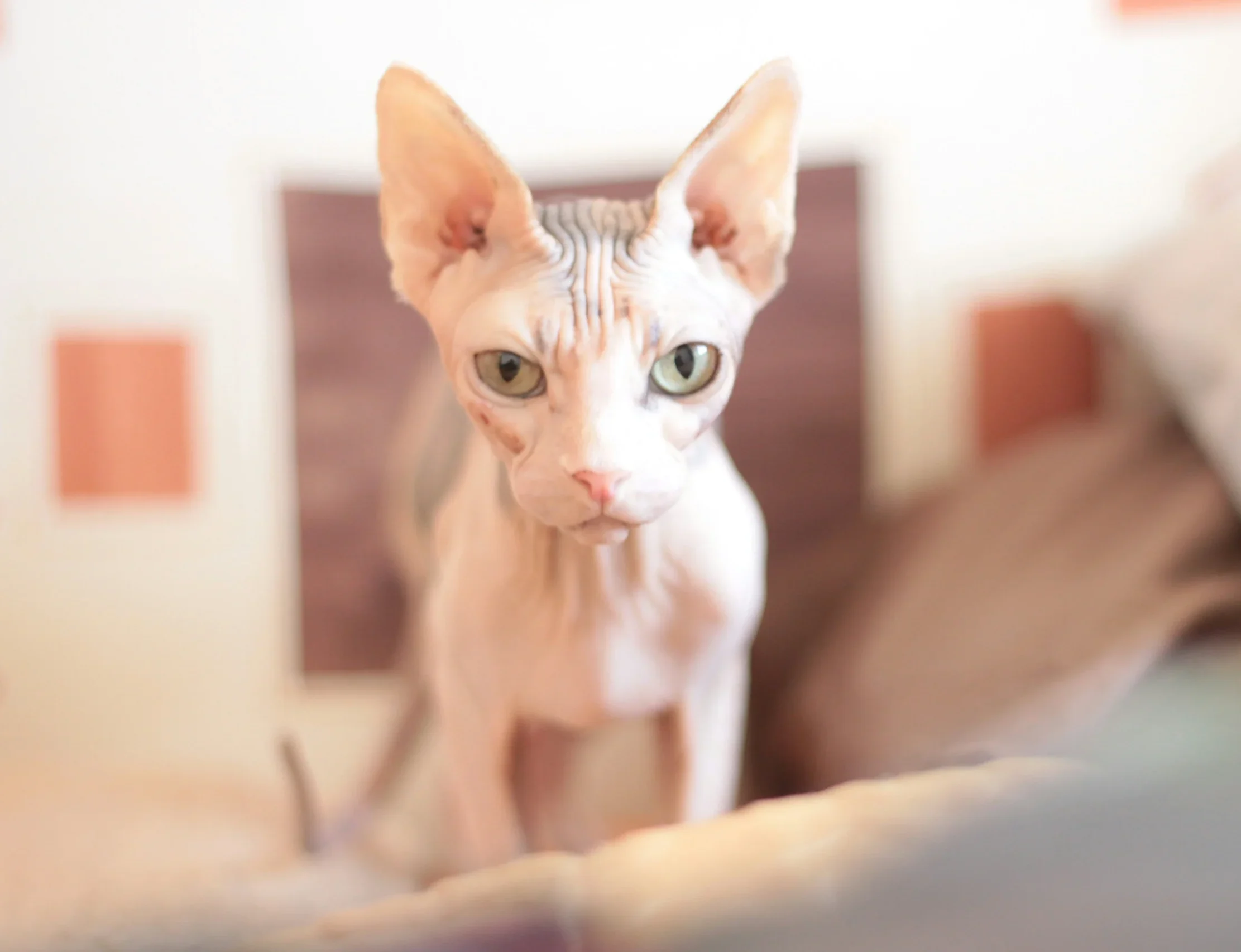 Sphynx hairless cat breed India pet shop