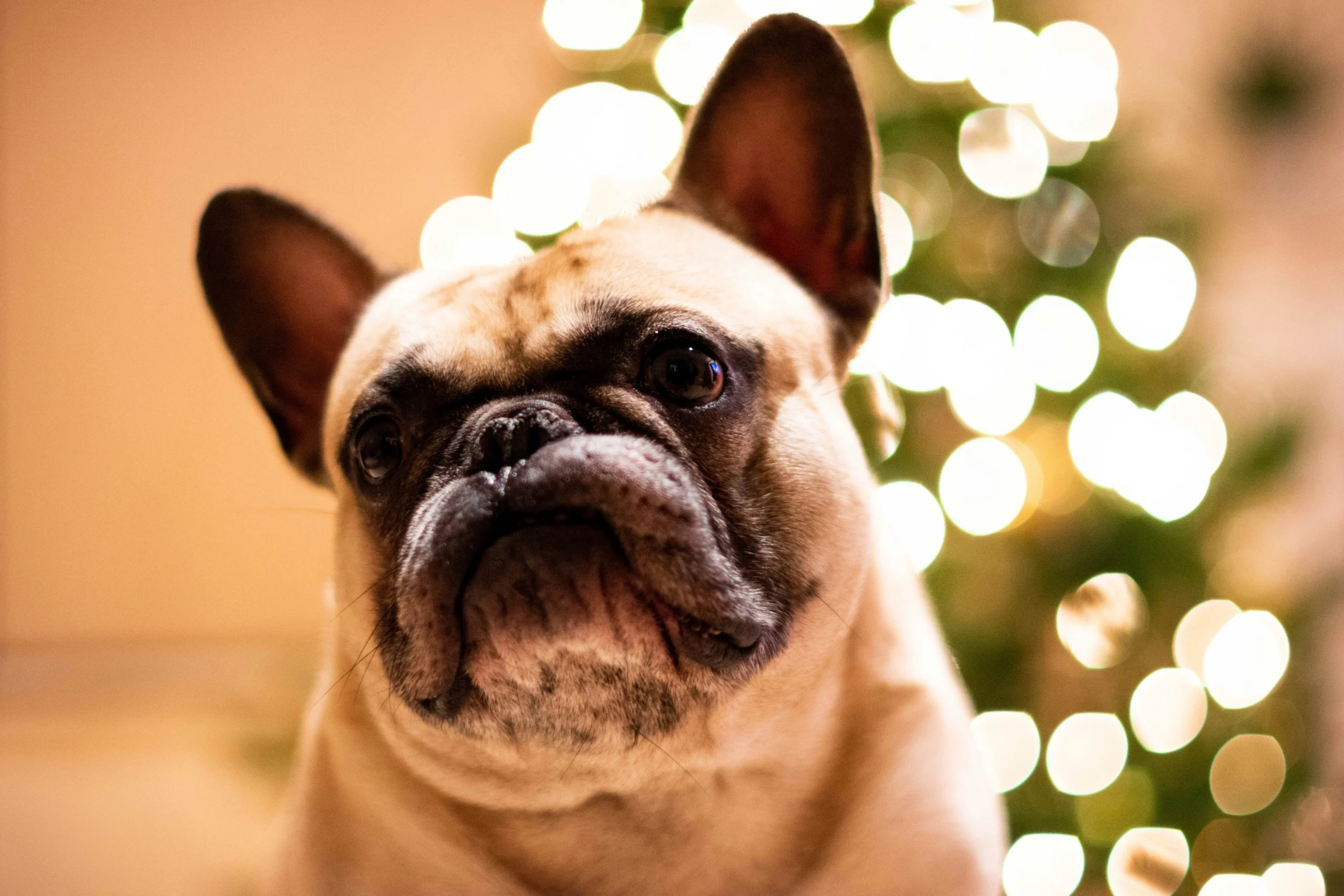 French Bulldog breed available Jaipur Rajasthan