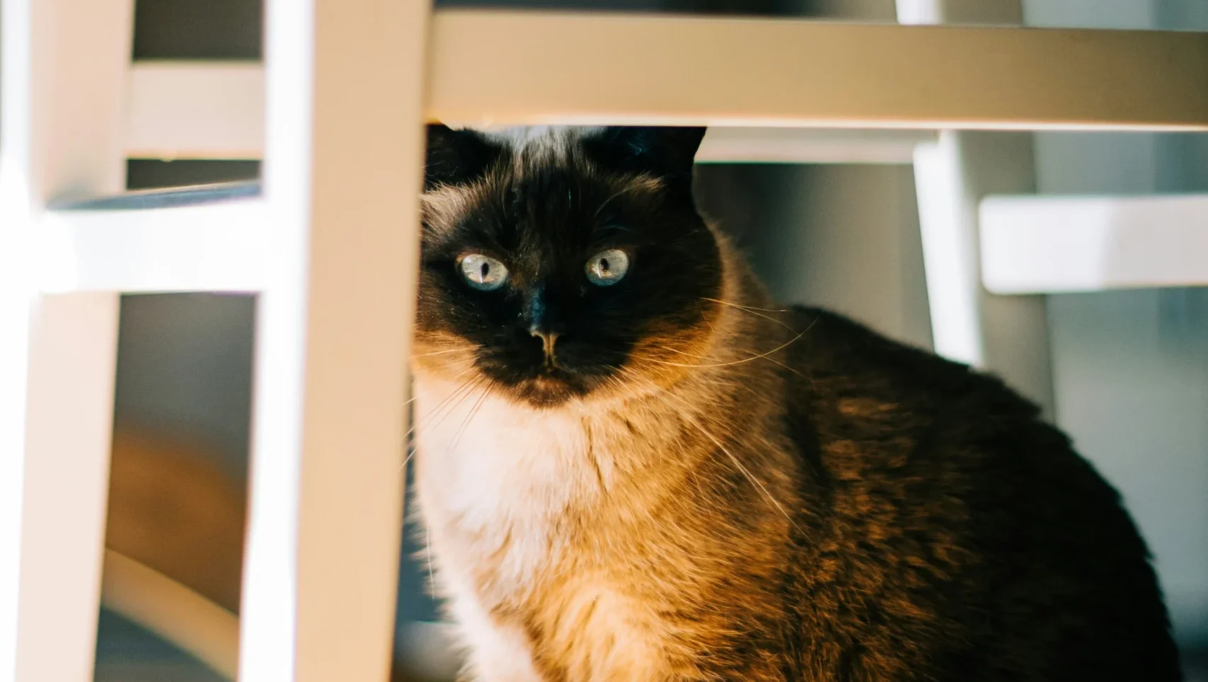 Siamese cat breed India pet shop
