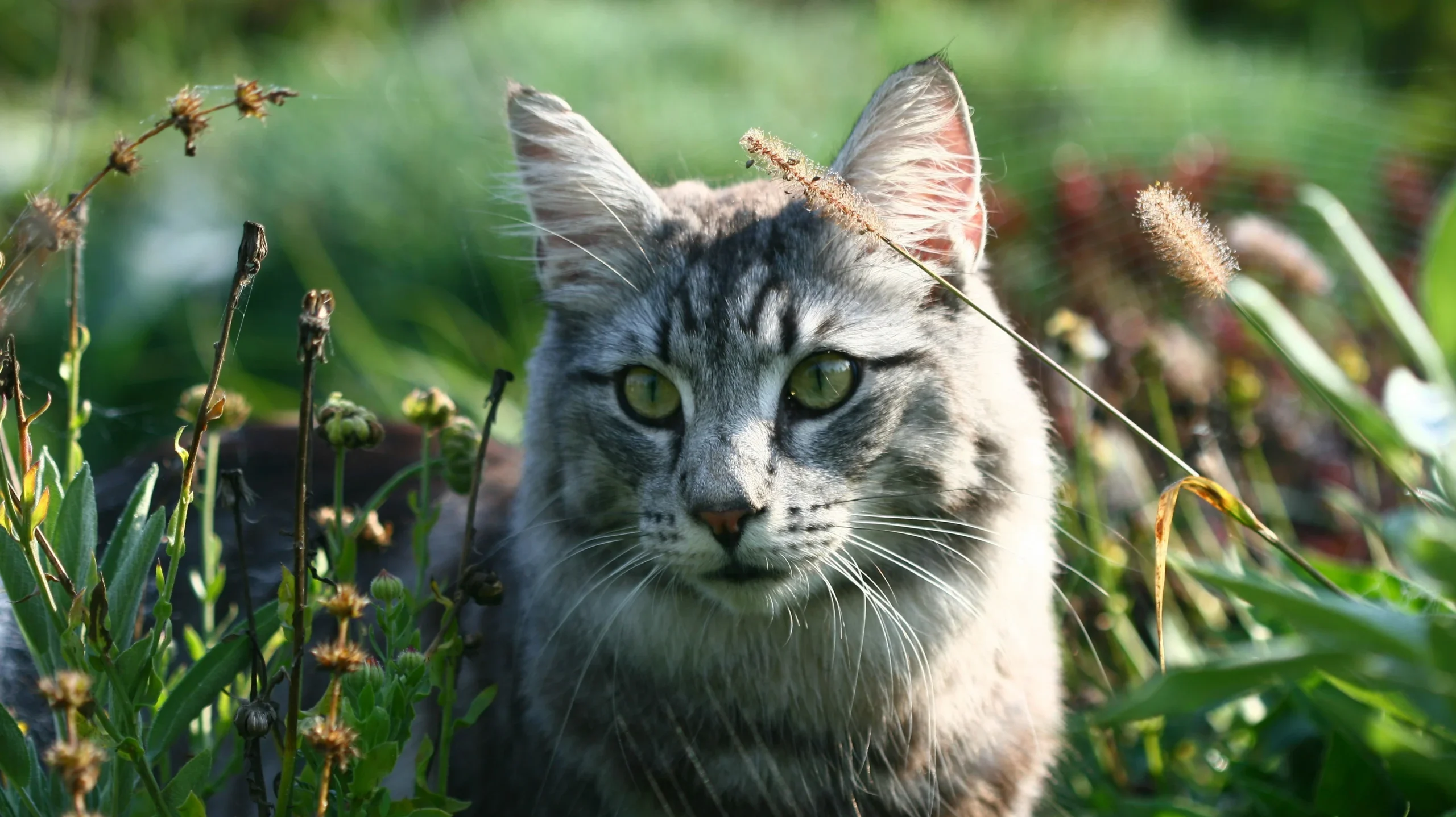 Norwegian Forest Cat breed Rajasthan India