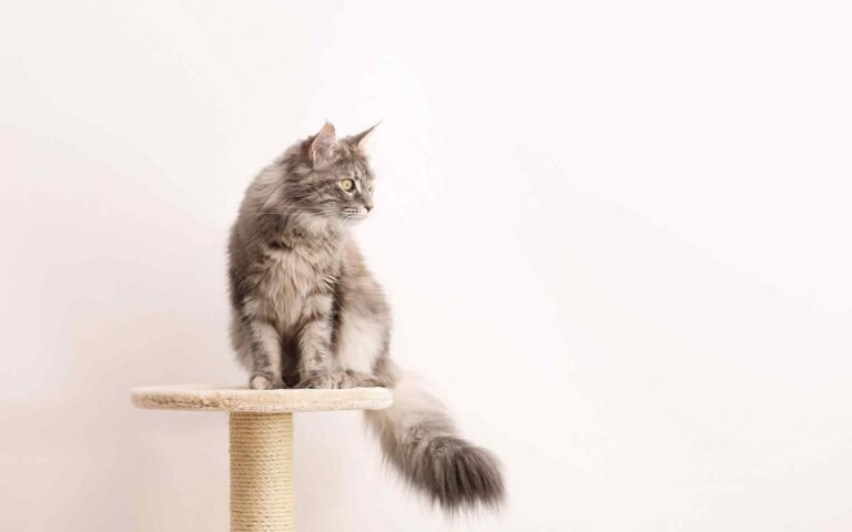 Can Cats Stay Home During Vacation?
