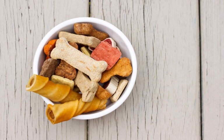 Keeping Your Pet Active Year-Round