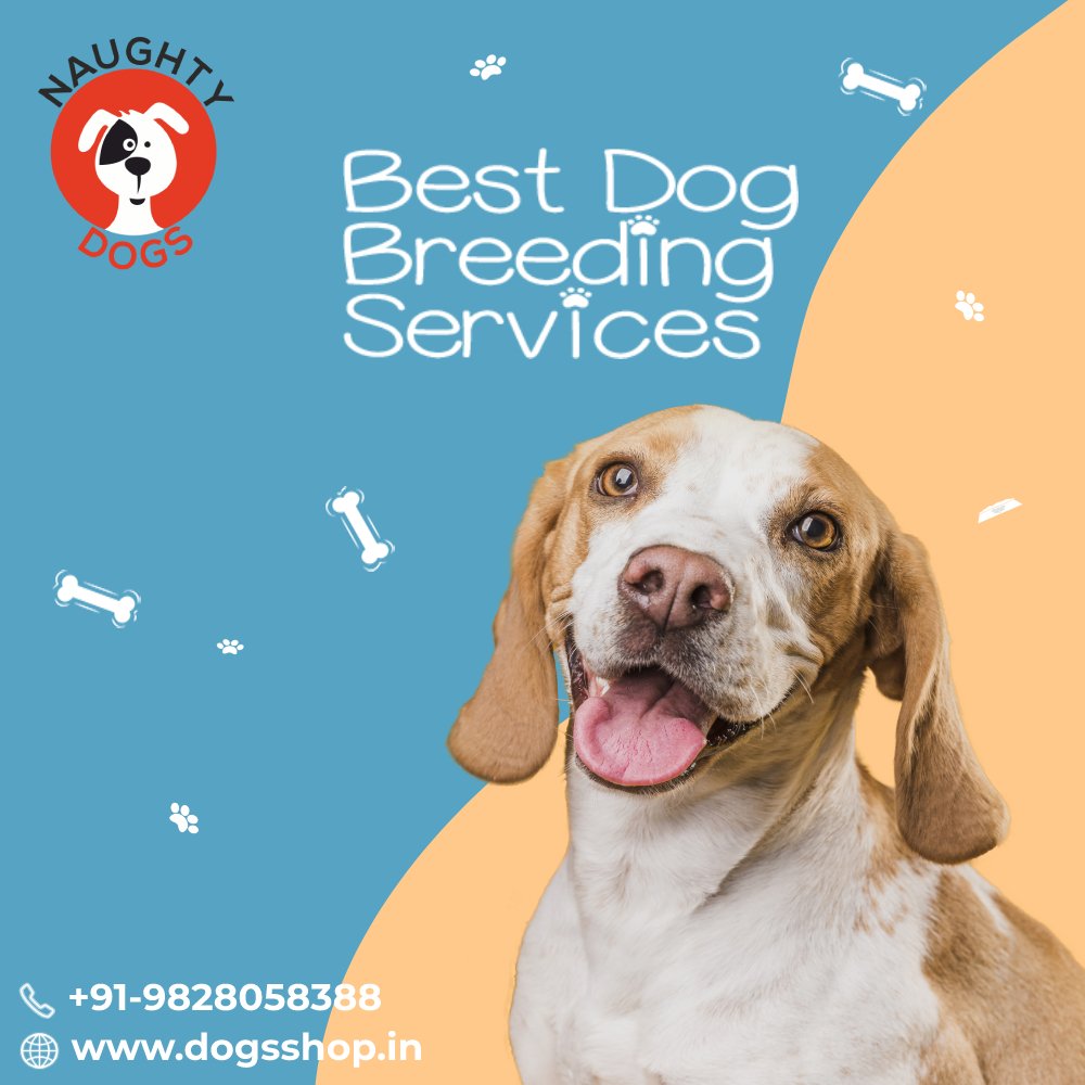 dog breeding services