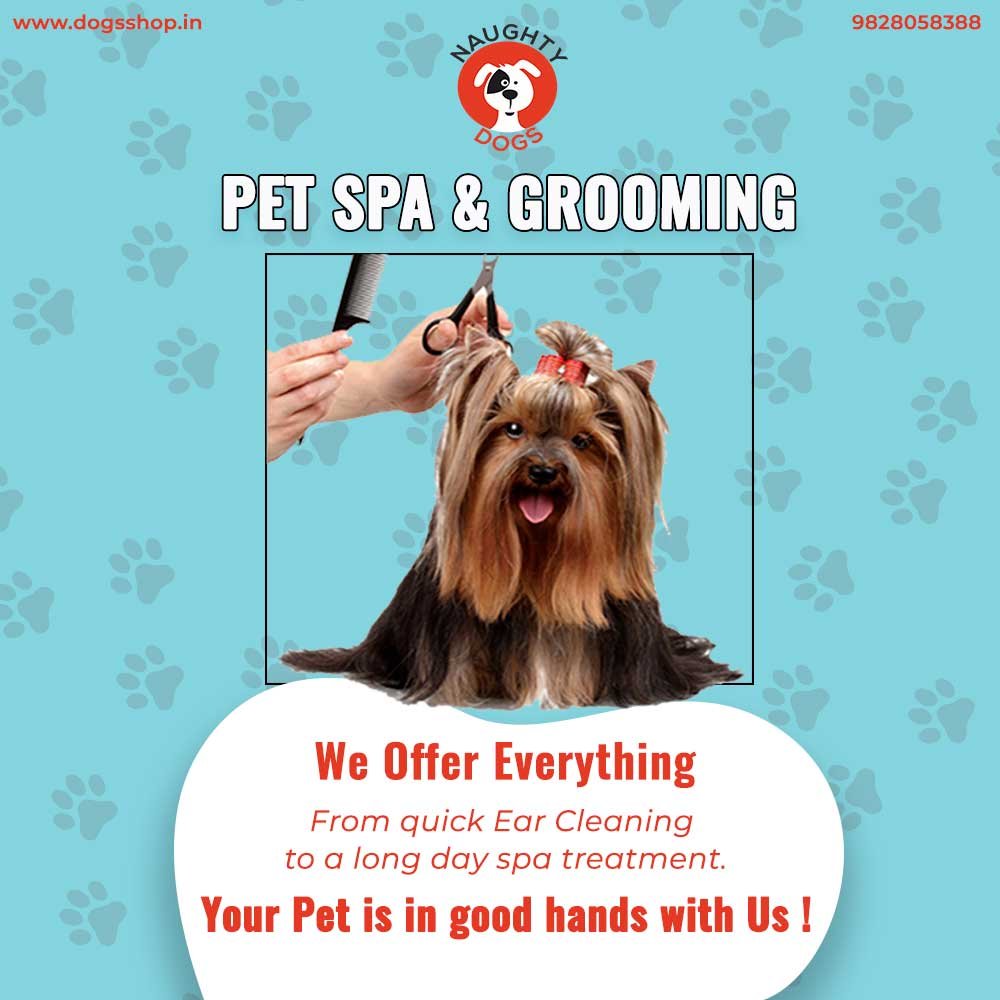 pet grooming in jaipur