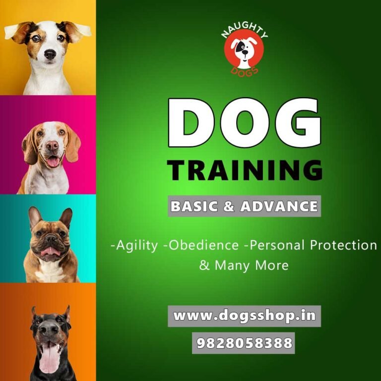 Best Dog Trainer In Jaipur | Dog Training Price In Jaipur | Dog Behaviourist Jaipur – Naughty Dogs