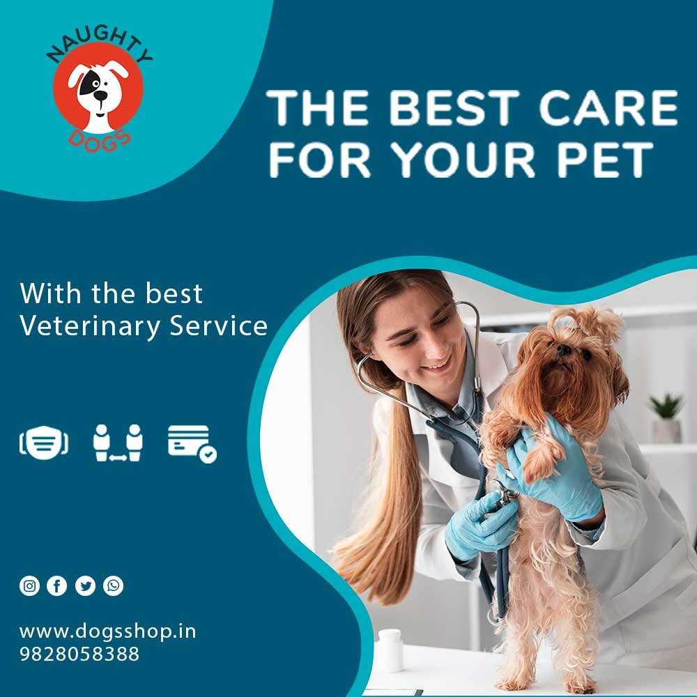 dog medicine shop near me